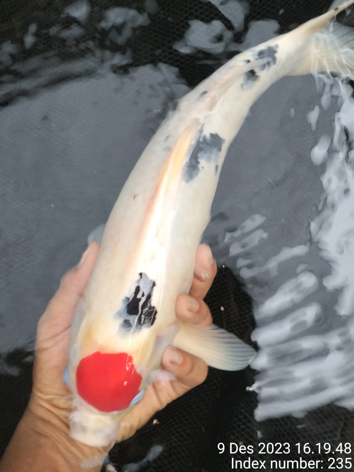 Lelang Koi Online, Jual Beli Ikan Koi, Pusat Jual Beli Koi, Info Lelang Koi Hari Ini, Platform Jual Beli Koi, Jual Beli Ikan Koi Online, Marketplace Ikan Koi, Jual Koi Terbaik, Tempat Beli Koi Berkualitas, Pasar Ikan Koi Online Terpercaya, Penjual Ikan Koi Terpercaya, Beli Koi Hias Online, Ikan Koi untuk Dijual, Koi Kualitas Terbaik, Toko Online Ikan Koi, Koi Hias Untuk Dijual, Jual Beli Ikan Koi Lokal, Koi Indonesia Online, Pusat Jual Beli Koi Terbesar