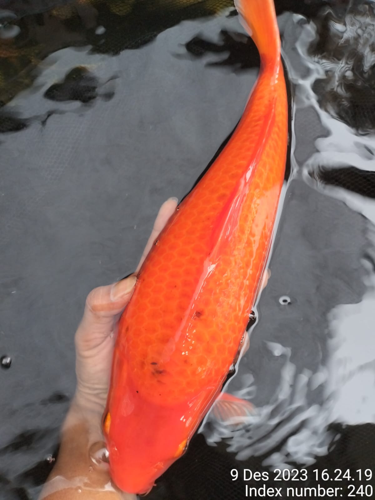Lelang Koi Online, Jual Beli Ikan Koi, Pusat Jual Beli Koi, Info Lelang Koi Hari Ini, Platform Jual Beli Koi, Jual Beli Ikan Koi Online, Marketplace Ikan Koi, Jual Koi Terbaik, Tempat Beli Koi Berkualitas, Pasar Ikan Koi Online Terpercaya, Penjual Ikan Koi Terpercaya, Beli Koi Hias Online, Ikan Koi untuk Dijual, Koi Kualitas Terbaik, Toko Online Ikan Koi, Koi Hias Untuk Dijual, Jual Beli Ikan Koi Lokal, Koi Indonesia Online, Pusat Jual Beli Koi Terbesar