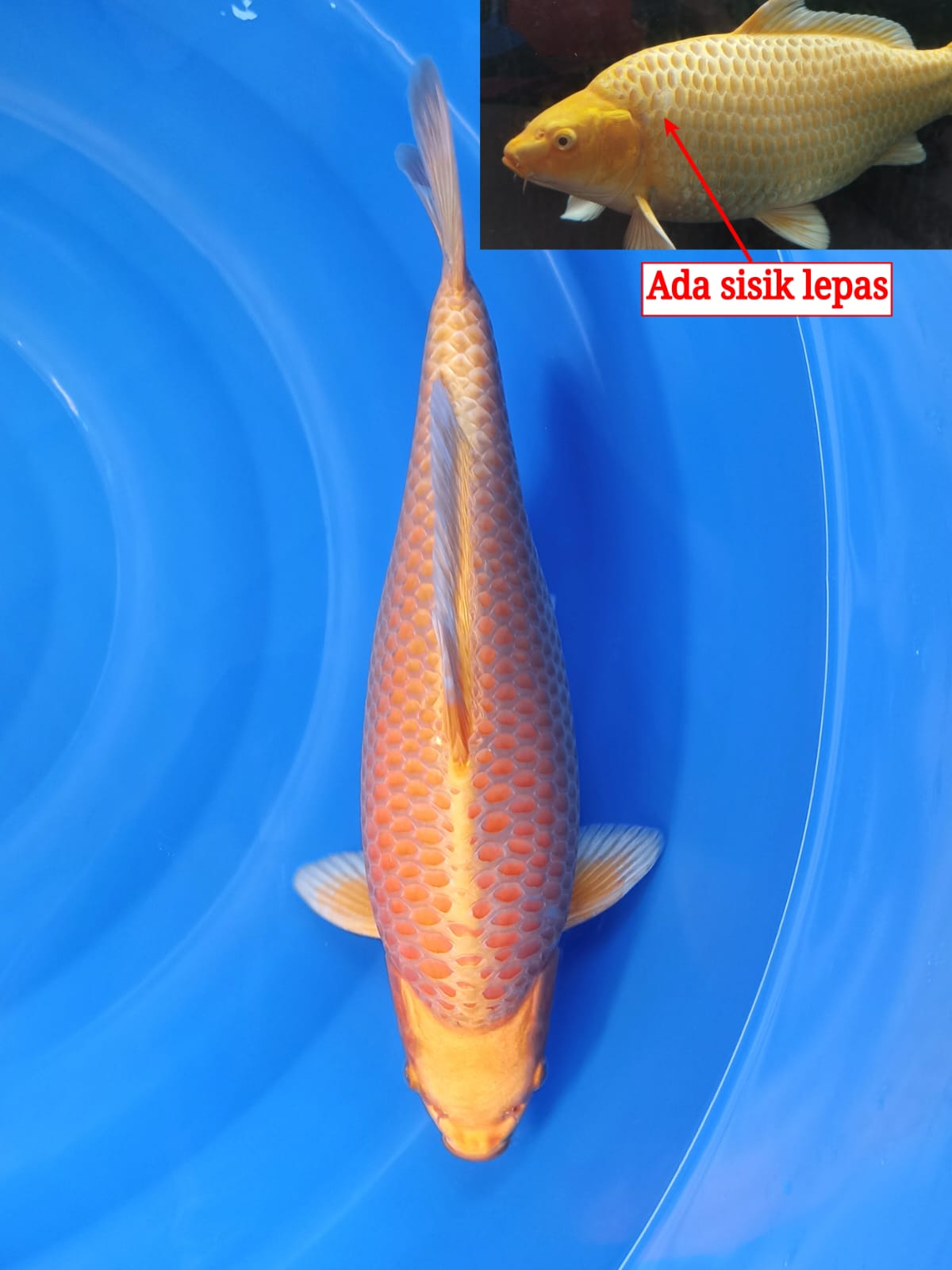 Lelang Koi Online, Jual Beli Ikan Koi, Pusat Jual Beli Koi, Info Lelang Koi Hari Ini, Platform Jual Beli Koi, Jual Beli Ikan Koi Online, Marketplace Ikan Koi, Jual Koi Terbaik, Tempat Beli Koi Berkualitas, Pasar Ikan Koi Online Terpercaya, Penjual Ikan Koi Terpercaya, Beli Koi Hias Online, Ikan Koi untuk Dijual, Koi Kualitas Terbaik, Toko Online Ikan Koi, Koi Hias Untuk Dijual, Jual Beli Ikan Koi Lokal, Koi Indonesia Online, Pusat Jual Beli Koi Terbesar