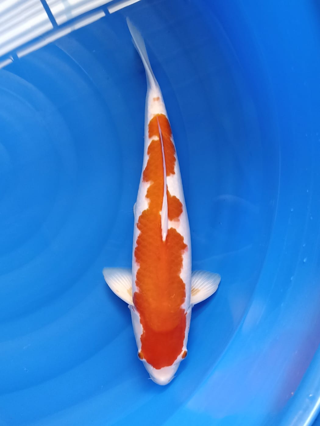 Lelang Koi Online, Jual Beli Ikan Koi, Pusat Jual Beli Koi, Info Lelang Koi Hari Ini, Platform Jual Beli Koi, Jual Beli Ikan Koi Online, Marketplace Ikan Koi, Jual Koi Terbaik, Tempat Beli Koi Berkualitas, Pasar Ikan Koi Online Terpercaya, Penjual Ikan Koi Terpercaya, Beli Koi Hias Online, Ikan Koi untuk Dijual, Koi Kualitas Terbaik, Toko Online Ikan Koi, Koi Hias Untuk Dijual, Jual Beli Ikan Koi Lokal, Koi Indonesia Online, Pusat Jual Beli Koi Terbesar