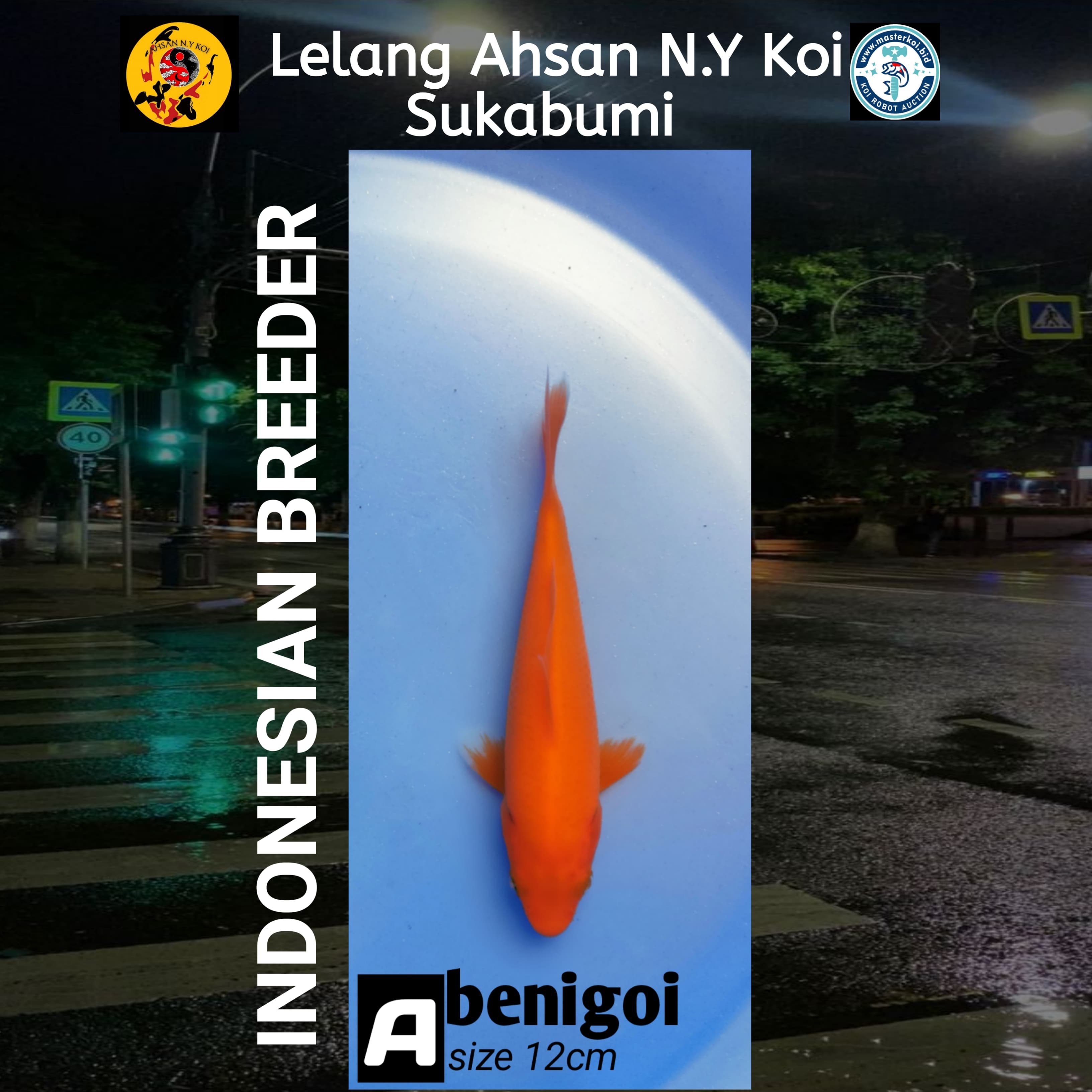 Lelang Koi Online, Jual Beli Ikan Koi, Pusat Jual Beli Koi, Info Lelang Koi Hari Ini, Platform Jual Beli Koi, Jual Beli Ikan Koi Online, Marketplace Ikan Koi, Jual Koi Terbaik, Tempat Beli Koi Berkualitas, Pasar Ikan Koi Online Terpercaya, Penjual Ikan Koi Terpercaya, Beli Koi Hias Online, Ikan Koi untuk Dijual, Koi Kualitas Terbaik, Toko Online Ikan Koi, Koi Hias Untuk Dijual, Jual Beli Ikan Koi Lokal, Koi Indonesia Online, Pusat Jual Beli Koi Terbesar