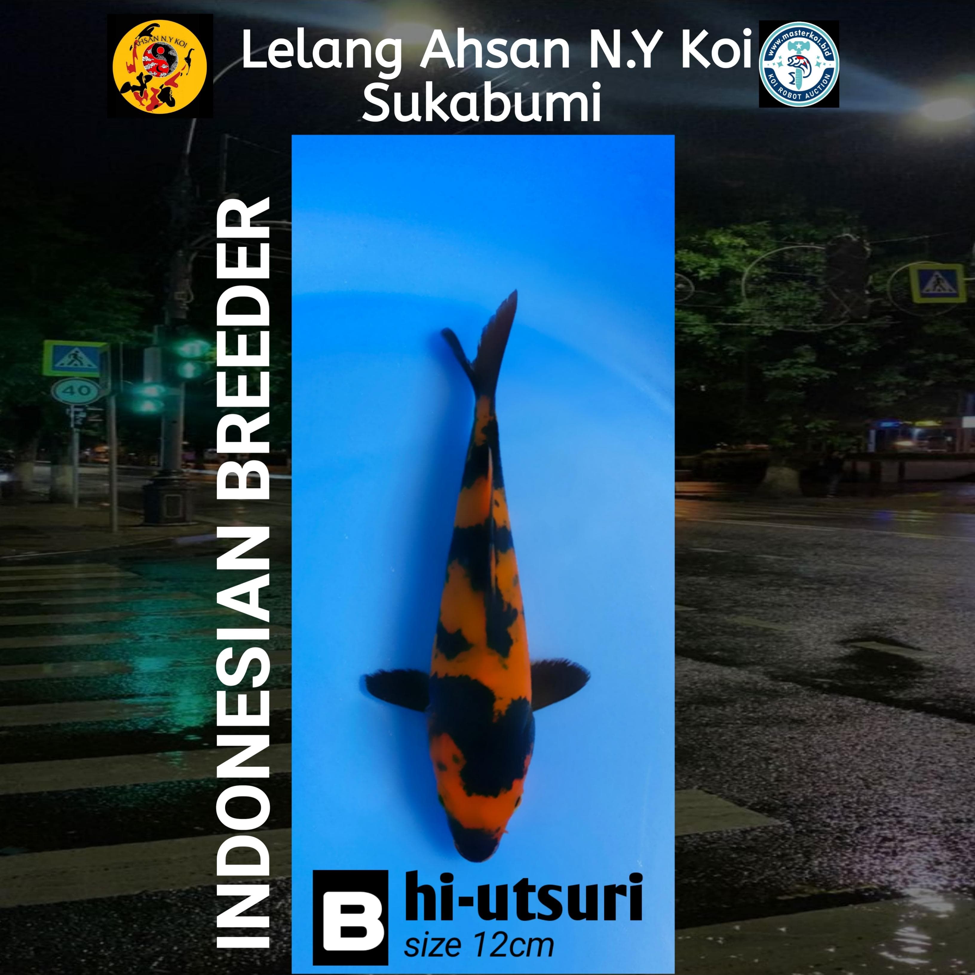 Lelang Koi Online, Jual Beli Ikan Koi, Pusat Jual Beli Koi, Info Lelang Koi Hari Ini, Platform Jual Beli Koi, Jual Beli Ikan Koi Online, Marketplace Ikan Koi, Jual Koi Terbaik, Tempat Beli Koi Berkualitas, Pasar Ikan Koi Online Terpercaya, Penjual Ikan Koi Terpercaya, Beli Koi Hias Online, Ikan Koi untuk Dijual, Koi Kualitas Terbaik, Toko Online Ikan Koi, Koi Hias Untuk Dijual, Jual Beli Ikan Koi Lokal, Koi Indonesia Online, Pusat Jual Beli Koi Terbesar