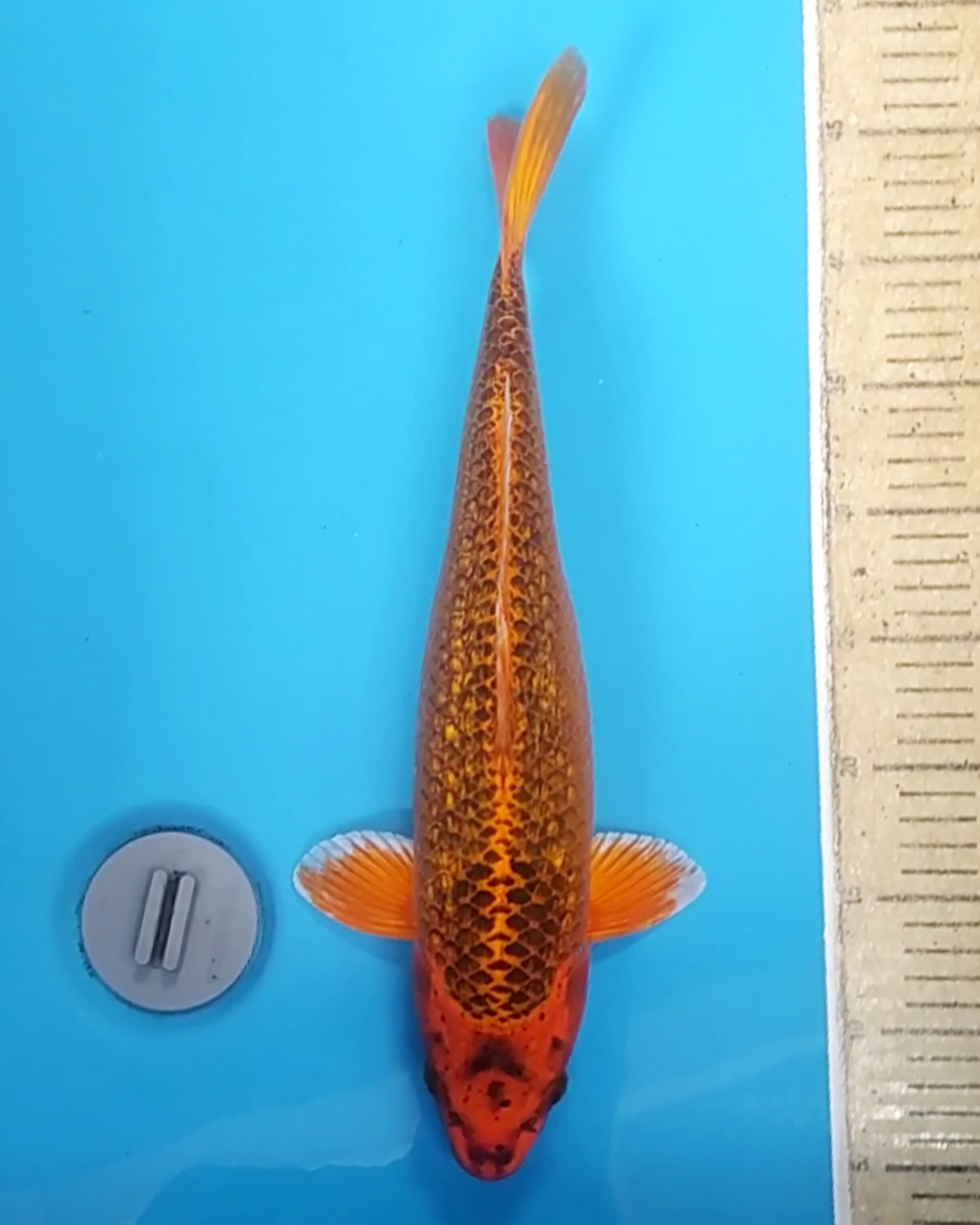 Lelang Koi Online, Jual Beli Ikan Koi, Pusat Jual Beli Koi, Info Lelang Koi Hari Ini, Platform Jual Beli Koi, Jual Beli Ikan Koi Online, Marketplace Ikan Koi, Jual Koi Terbaik, Tempat Beli Koi Berkualitas, Pasar Ikan Koi Online Terpercaya, Penjual Ikan Koi Terpercaya, Beli Koi Hias Online, Ikan Koi untuk Dijual, Koi Kualitas Terbaik, Toko Online Ikan Koi, Koi Hias Untuk Dijual, Jual Beli Ikan Koi Lokal, Koi Indonesia Online, Pusat Jual Beli Koi Terbesar
