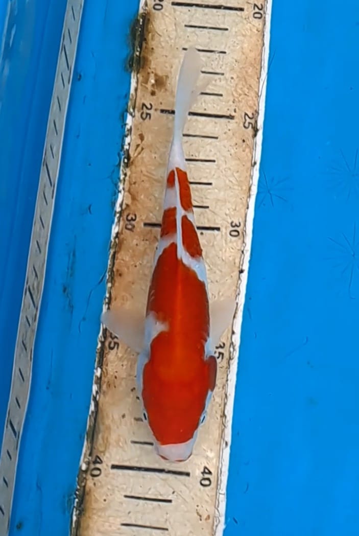 Lelang Koi Online, Jual Beli Ikan Koi, Pusat Jual Beli Koi, Info Lelang Koi Hari Ini, Platform Jual Beli Koi, Jual Beli Ikan Koi Online, Marketplace Ikan Koi, Jual Koi Terbaik, Tempat Beli Koi Berkualitas, Pasar Ikan Koi Online Terpercaya, Penjual Ikan Koi Terpercaya, Beli Koi Hias Online, Ikan Koi untuk Dijual, Koi Kualitas Terbaik, Toko Online Ikan Koi, Koi Hias Untuk Dijual, Jual Beli Ikan Koi Lokal, Koi Indonesia Online, Pusat Jual Beli Koi Terbesar