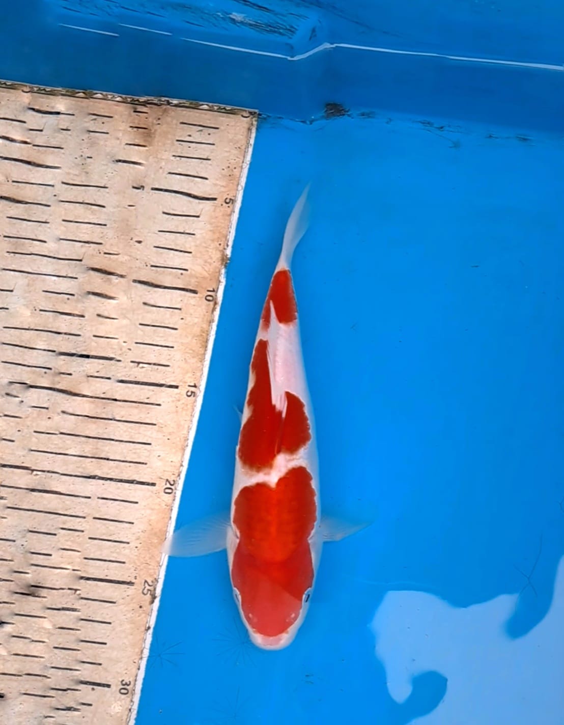Lelang Koi Online, Jual Beli Ikan Koi, Pusat Jual Beli Koi, Info Lelang Koi Hari Ini, Platform Jual Beli Koi, Jual Beli Ikan Koi Online, Marketplace Ikan Koi, Jual Koi Terbaik, Tempat Beli Koi Berkualitas, Pasar Ikan Koi Online Terpercaya, Penjual Ikan Koi Terpercaya, Beli Koi Hias Online, Ikan Koi untuk Dijual, Koi Kualitas Terbaik, Toko Online Ikan Koi, Koi Hias Untuk Dijual, Jual Beli Ikan Koi Lokal, Koi Indonesia Online, Pusat Jual Beli Koi Terbesar