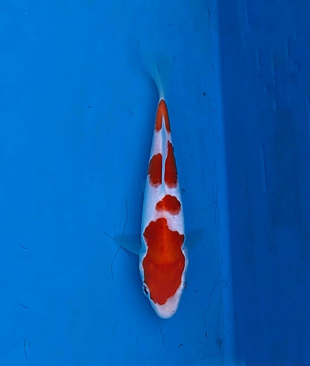 Lelang Koi Online, Jual Beli Ikan Koi, Pusat Jual Beli Koi, Info Lelang Koi Hari Ini, Platform Jual Beli Koi, Jual Beli Ikan Koi Online, Marketplace Ikan Koi, Jual Koi Terbaik, Tempat Beli Koi Berkualitas, Pasar Ikan Koi Online Terpercaya, Penjual Ikan Koi Terpercaya, Beli Koi Hias Online, Ikan Koi untuk Dijual, Koi Kualitas Terbaik, Toko Online Ikan Koi, Koi Hias Untuk Dijual, Jual Beli Ikan Koi Lokal, Koi Indonesia Online, Pusat Jual Beli Koi Terbesar