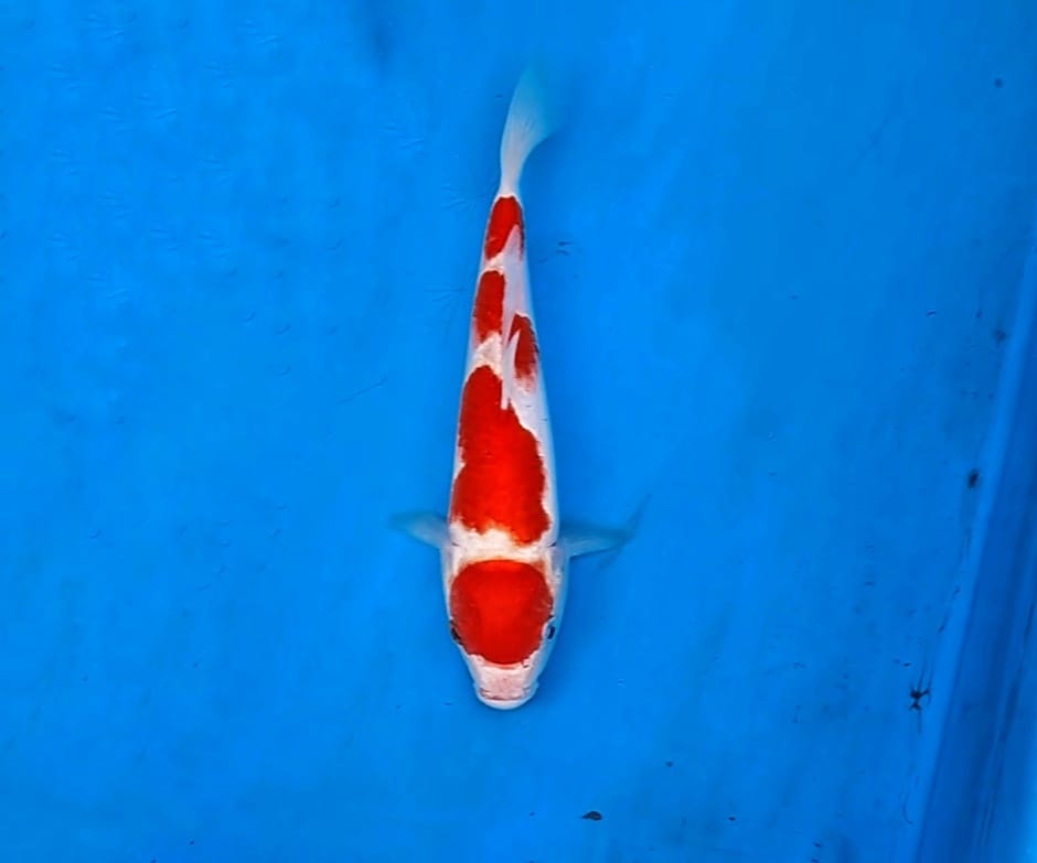 Lelang Koi Online, Jual Beli Ikan Koi, Pusat Jual Beli Koi, Info Lelang Koi Hari Ini, Platform Jual Beli Koi, Jual Beli Ikan Koi Online, Marketplace Ikan Koi, Jual Koi Terbaik, Tempat Beli Koi Berkualitas, Pasar Ikan Koi Online Terpercaya, Penjual Ikan Koi Terpercaya, Beli Koi Hias Online, Ikan Koi untuk Dijual, Koi Kualitas Terbaik, Toko Online Ikan Koi, Koi Hias Untuk Dijual, Jual Beli Ikan Koi Lokal, Koi Indonesia Online, Pusat Jual Beli Koi Terbesar