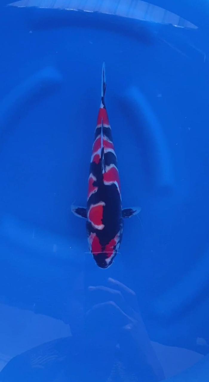 Lelang Koi Online, Jual Beli Ikan Koi, Pusat Jual Beli Koi, Info Lelang Koi Hari Ini, Platform Jual Beli Koi, Jual Beli Ikan Koi Online, Marketplace Ikan Koi, Jual Koi Terbaik, Tempat Beli Koi Berkualitas, Pasar Ikan Koi Online Terpercaya, Penjual Ikan Koi Terpercaya, Beli Koi Hias Online, Ikan Koi untuk Dijual, Koi Kualitas Terbaik, Toko Online Ikan Koi, Koi Hias Untuk Dijual, Jual Beli Ikan Koi Lokal, Koi Indonesia Online, Pusat Jual Beli Koi Terbesar