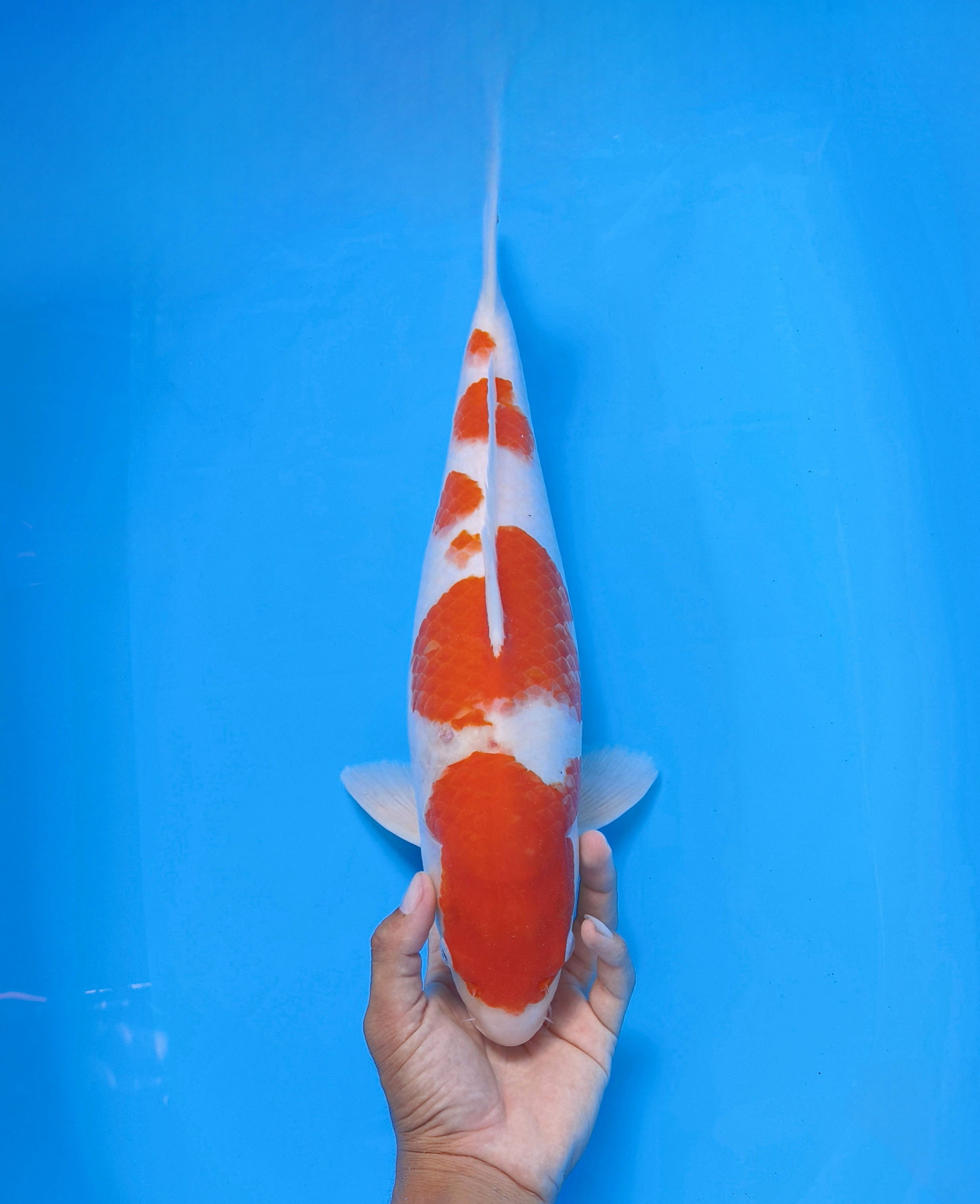 Lelang Koi Online, Jual Beli Ikan Koi, Pusat Jual Beli Koi, Info Lelang Koi Hari Ini, Platform Jual Beli Koi, Jual Beli Ikan Koi Online, Marketplace Ikan Koi, Jual Koi Terbaik, Tempat Beli Koi Berkualitas, Pasar Ikan Koi Online Terpercaya, Penjual Ikan Koi Terpercaya, Beli Koi Hias Online, Ikan Koi untuk Dijual, Koi Kualitas Terbaik, Toko Online Ikan Koi, Koi Hias Untuk Dijual, Jual Beli Ikan Koi Lokal, Koi Indonesia Online, Pusat Jual Beli Koi Terbesar