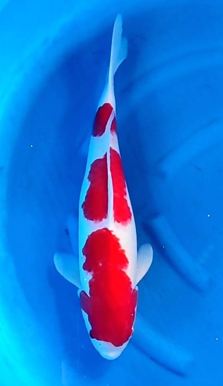 Lelang Koi Online, Jual Beli Ikan Koi, Pusat Jual Beli Koi, Info Lelang Koi Hari Ini, Platform Jual Beli Koi, Jual Beli Ikan Koi Online, Marketplace Ikan Koi, Jual Koi Terbaik, Tempat Beli Koi Berkualitas, Pasar Ikan Koi Online Terpercaya, Penjual Ikan Koi Terpercaya, Beli Koi Hias Online, Ikan Koi untuk Dijual, Koi Kualitas Terbaik, Toko Online Ikan Koi, Koi Hias Untuk Dijual, Jual Beli Ikan Koi Lokal, Koi Indonesia Online, Pusat Jual Beli Koi Terbesar