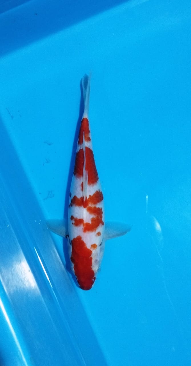 Lelang Koi Online, Jual Beli Ikan Koi, Pusat Jual Beli Koi, Info Lelang Koi Hari Ini, Platform Jual Beli Koi, Jual Beli Ikan Koi Online, Marketplace Ikan Koi, Jual Koi Terbaik, Tempat Beli Koi Berkualitas, Pasar Ikan Koi Online Terpercaya, Penjual Ikan Koi Terpercaya, Beli Koi Hias Online, Ikan Koi untuk Dijual, Koi Kualitas Terbaik, Toko Online Ikan Koi, Koi Hias Untuk Dijual, Jual Beli Ikan Koi Lokal, Koi Indonesia Online, Pusat Jual Beli Koi Terbesar