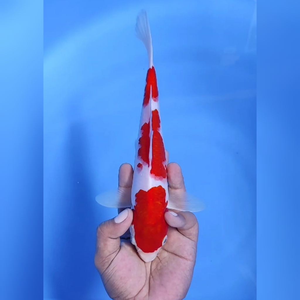 Lelang Koi Online, Jual Beli Ikan Koi, Pusat Jual Beli Koi, Info Lelang Koi Hari Ini, Platform Jual Beli Koi, Jual Beli Ikan Koi Online, Marketplace Ikan Koi, Jual Koi Terbaik, Tempat Beli Koi Berkualitas, Pasar Ikan Koi Online Terpercaya, Penjual Ikan Koi Terpercaya, Beli Koi Hias Online, Ikan Koi untuk Dijual, Koi Kualitas Terbaik, Toko Online Ikan Koi, Koi Hias Untuk Dijual, Jual Beli Ikan Koi Lokal, Koi Indonesia Online, Pusat Jual Beli Koi Terbesar