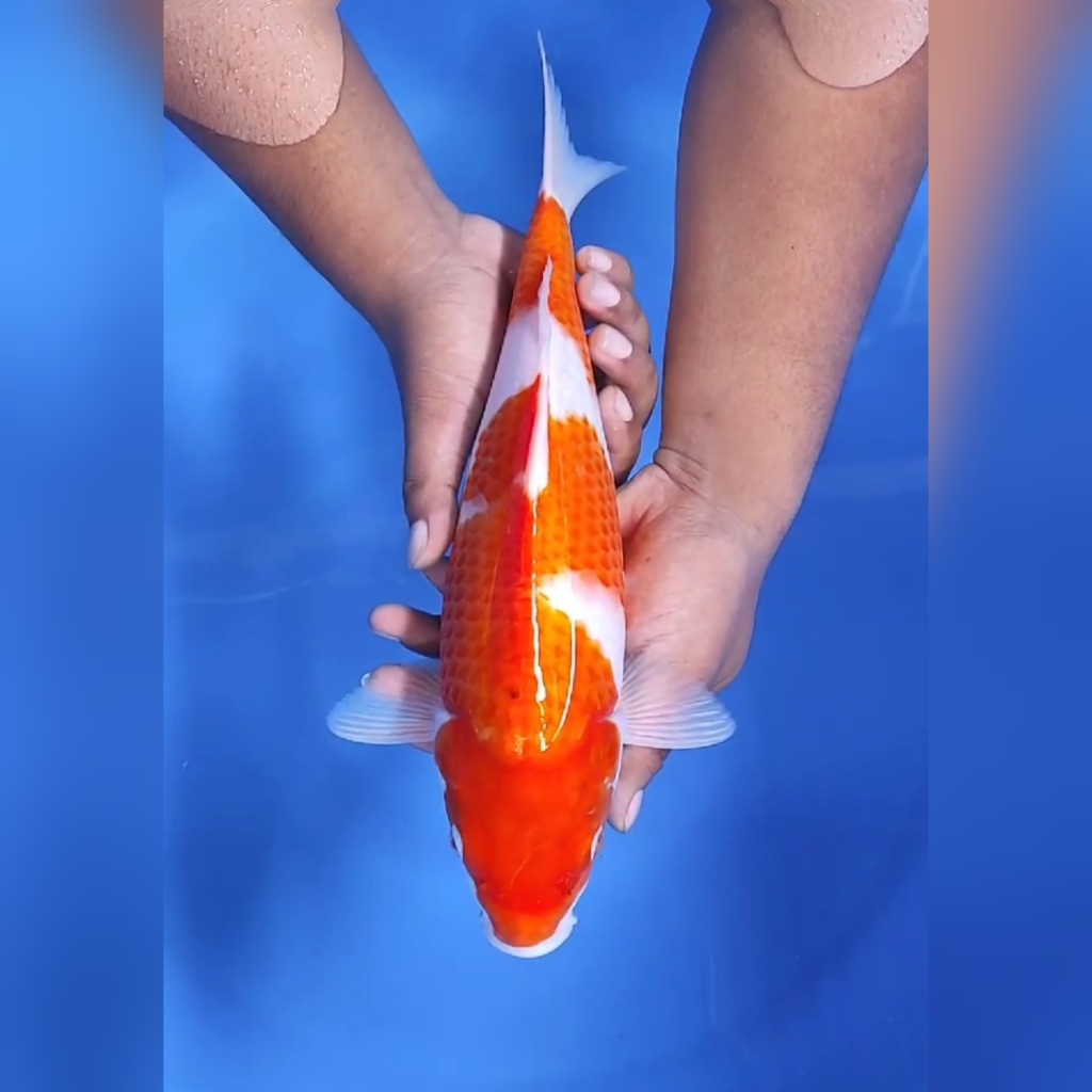 Lelang Koi Online, Jual Beli Ikan Koi, Pusat Jual Beli Koi, Info Lelang Koi Hari Ini, Platform Jual Beli Koi, Jual Beli Ikan Koi Online, Marketplace Ikan Koi, Jual Koi Terbaik, Tempat Beli Koi Berkualitas, Pasar Ikan Koi Online Terpercaya, Penjual Ikan Koi Terpercaya, Beli Koi Hias Online, Ikan Koi untuk Dijual, Koi Kualitas Terbaik, Toko Online Ikan Koi, Koi Hias Untuk Dijual, Jual Beli Ikan Koi Lokal, Koi Indonesia Online, Pusat Jual Beli Koi Terbesar