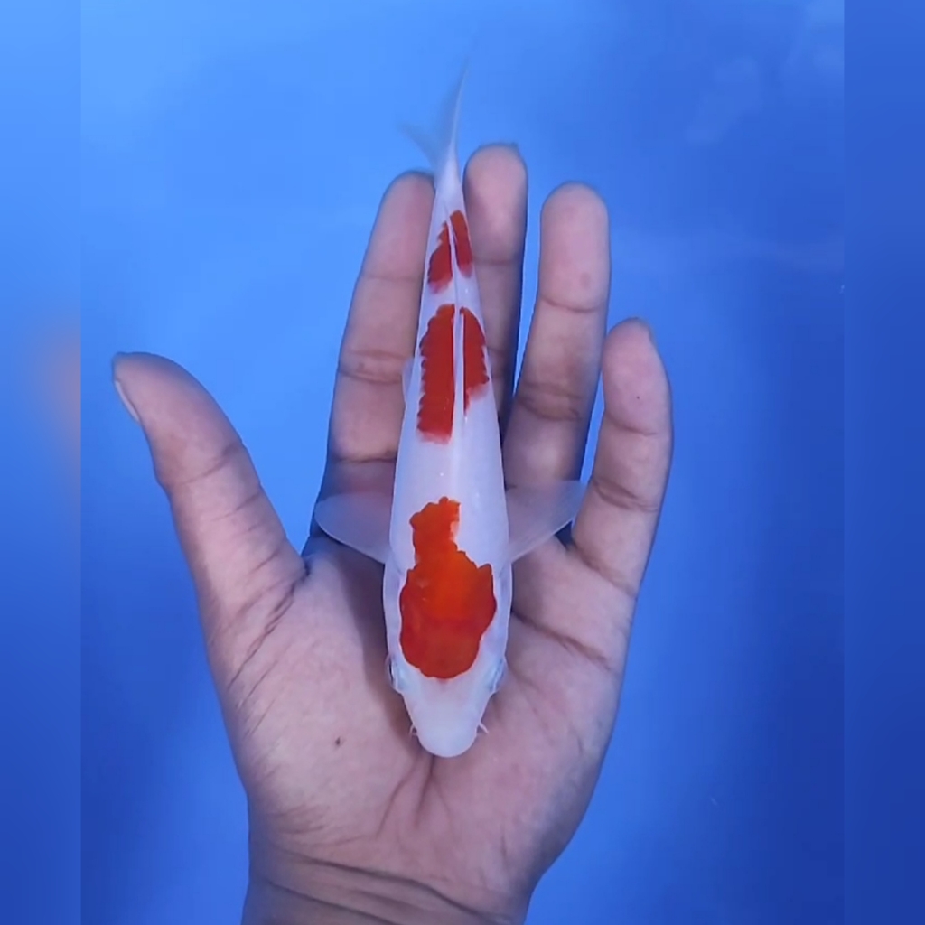 Lelang Koi Online, Jual Beli Ikan Koi, Pusat Jual Beli Koi, Info Lelang Koi Hari Ini, Platform Jual Beli Koi, Jual Beli Ikan Koi Online, Marketplace Ikan Koi, Jual Koi Terbaik, Tempat Beli Koi Berkualitas, Pasar Ikan Koi Online Terpercaya, Penjual Ikan Koi Terpercaya, Beli Koi Hias Online, Ikan Koi untuk Dijual, Koi Kualitas Terbaik, Toko Online Ikan Koi, Koi Hias Untuk Dijual, Jual Beli Ikan Koi Lokal, Koi Indonesia Online, Pusat Jual Beli Koi Terbesar