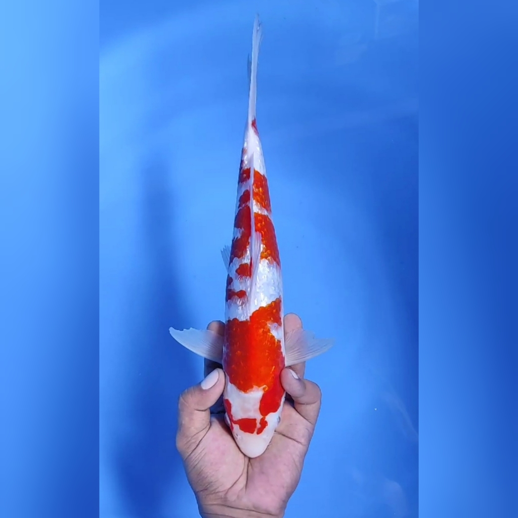 Lelang Koi Online, Jual Beli Ikan Koi, Pusat Jual Beli Koi, Info Lelang Koi Hari Ini, Platform Jual Beli Koi, Jual Beli Ikan Koi Online, Marketplace Ikan Koi, Jual Koi Terbaik, Tempat Beli Koi Berkualitas, Pasar Ikan Koi Online Terpercaya, Penjual Ikan Koi Terpercaya, Beli Koi Hias Online, Ikan Koi untuk Dijual, Koi Kualitas Terbaik, Toko Online Ikan Koi, Koi Hias Untuk Dijual, Jual Beli Ikan Koi Lokal, Koi Indonesia Online, Pusat Jual Beli Koi Terbesar