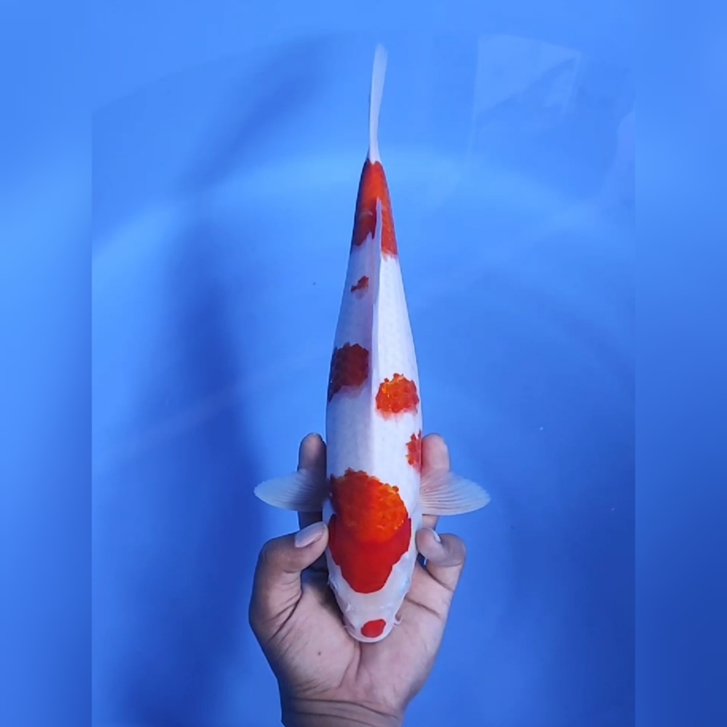 Lelang Koi Online, Jual Beli Ikan Koi, Pusat Jual Beli Koi, Info Lelang Koi Hari Ini, Platform Jual Beli Koi, Jual Beli Ikan Koi Online, Marketplace Ikan Koi, Jual Koi Terbaik, Tempat Beli Koi Berkualitas, Pasar Ikan Koi Online Terpercaya, Penjual Ikan Koi Terpercaya, Beli Koi Hias Online, Ikan Koi untuk Dijual, Koi Kualitas Terbaik, Toko Online Ikan Koi, Koi Hias Untuk Dijual, Jual Beli Ikan Koi Lokal, Koi Indonesia Online, Pusat Jual Beli Koi Terbesar
