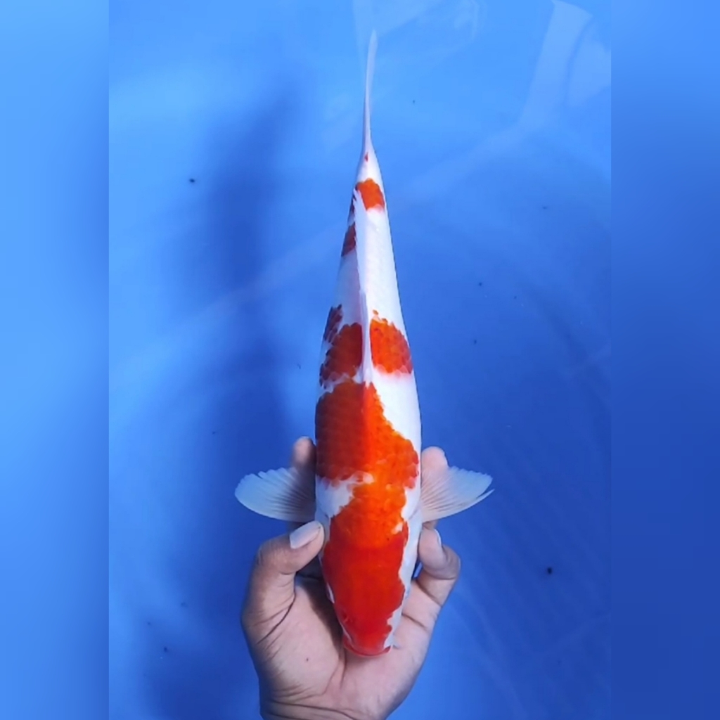Lelang Koi Online, Jual Beli Ikan Koi, Pusat Jual Beli Koi, Info Lelang Koi Hari Ini, Platform Jual Beli Koi, Jual Beli Ikan Koi Online, Marketplace Ikan Koi, Jual Koi Terbaik, Tempat Beli Koi Berkualitas, Pasar Ikan Koi Online Terpercaya, Penjual Ikan Koi Terpercaya, Beli Koi Hias Online, Ikan Koi untuk Dijual, Koi Kualitas Terbaik, Toko Online Ikan Koi, Koi Hias Untuk Dijual, Jual Beli Ikan Koi Lokal, Koi Indonesia Online, Pusat Jual Beli Koi Terbesar