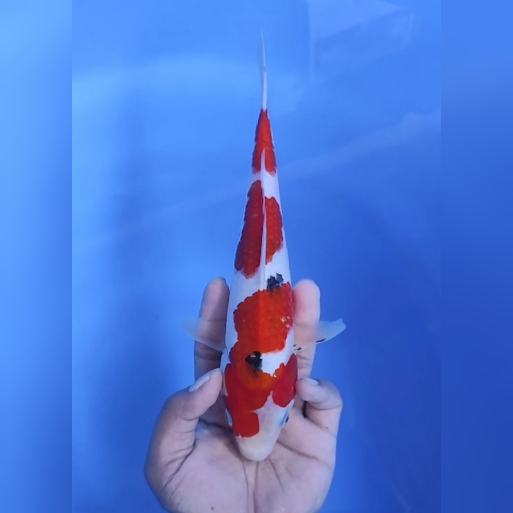 Lelang Koi Online, Jual Beli Ikan Koi, Pusat Jual Beli Koi, Info Lelang Koi Hari Ini, Platform Jual Beli Koi, Jual Beli Ikan Koi Online, Marketplace Ikan Koi, Jual Koi Terbaik, Tempat Beli Koi Berkualitas, Pasar Ikan Koi Online Terpercaya, Penjual Ikan Koi Terpercaya, Beli Koi Hias Online, Ikan Koi untuk Dijual, Koi Kualitas Terbaik, Toko Online Ikan Koi, Koi Hias Untuk Dijual, Jual Beli Ikan Koi Lokal, Koi Indonesia Online, Pusat Jual Beli Koi Terbesar