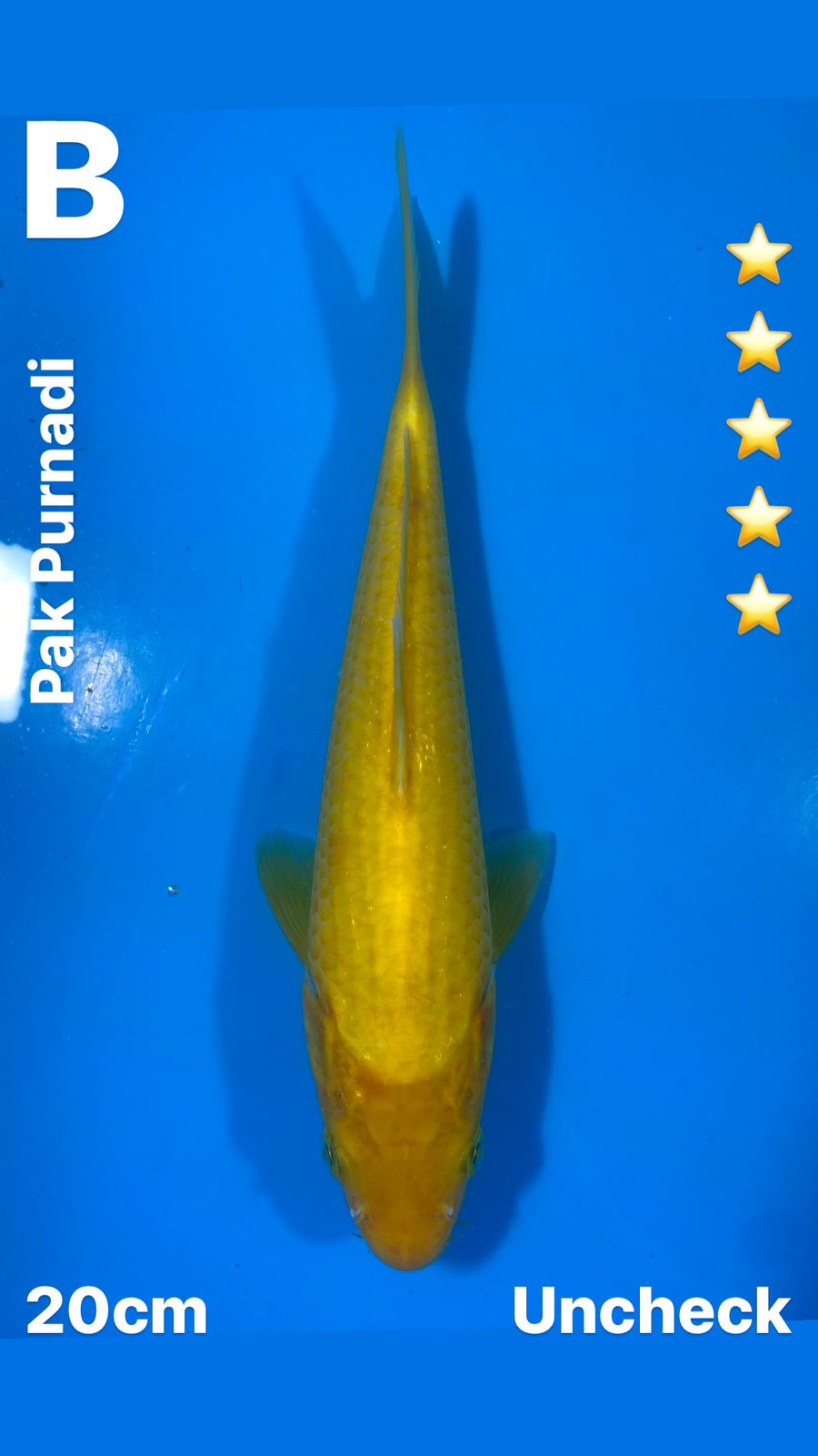 Lelang Koi Online, Jual Beli Ikan Koi, Pusat Jual Beli Koi, Info Lelang Koi Hari Ini, Platform Jual Beli Koi, Jual Beli Ikan Koi Online, Marketplace Ikan Koi, Jual Koi Terbaik, Tempat Beli Koi Berkualitas, Pasar Ikan Koi Online Terpercaya, Penjual Ikan Koi Terpercaya, Beli Koi Hias Online, Ikan Koi untuk Dijual, Koi Kualitas Terbaik, Toko Online Ikan Koi, Koi Hias Untuk Dijual, Jual Beli Ikan Koi Lokal, Koi Indonesia Online, Pusat Jual Beli Koi Terbesar