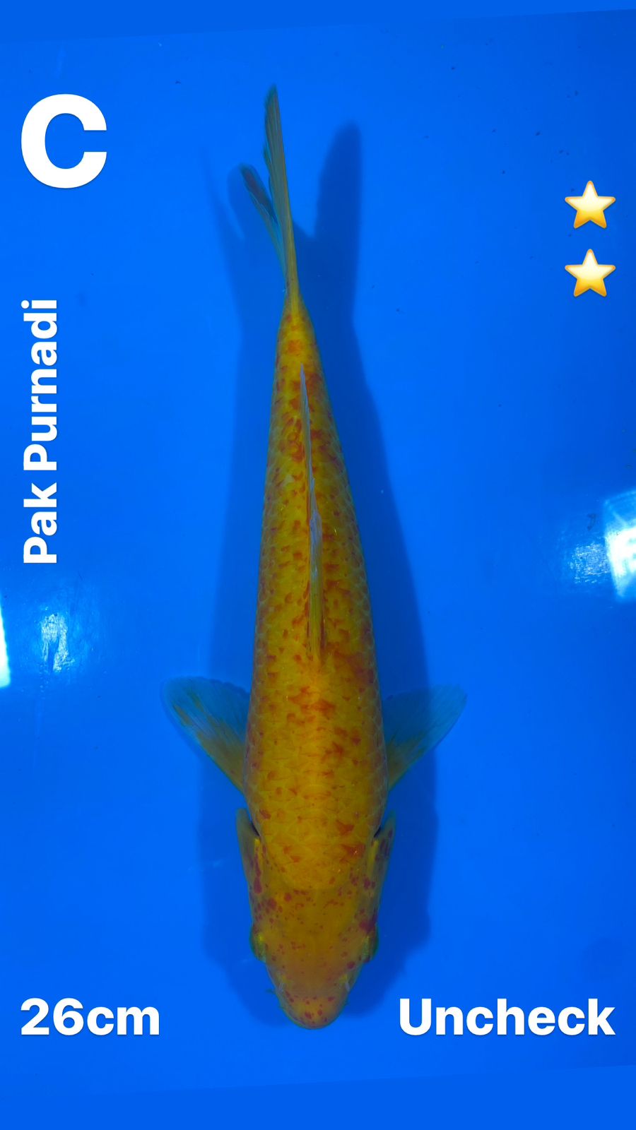 Lelang Koi Online, Jual Beli Ikan Koi, Pusat Jual Beli Koi, Info Lelang Koi Hari Ini, Platform Jual Beli Koi, Jual Beli Ikan Koi Online, Marketplace Ikan Koi, Jual Koi Terbaik, Tempat Beli Koi Berkualitas, Pasar Ikan Koi Online Terpercaya, Penjual Ikan Koi Terpercaya, Beli Koi Hias Online, Ikan Koi untuk Dijual, Koi Kualitas Terbaik, Toko Online Ikan Koi, Koi Hias Untuk Dijual, Jual Beli Ikan Koi Lokal, Koi Indonesia Online, Pusat Jual Beli Koi Terbesar