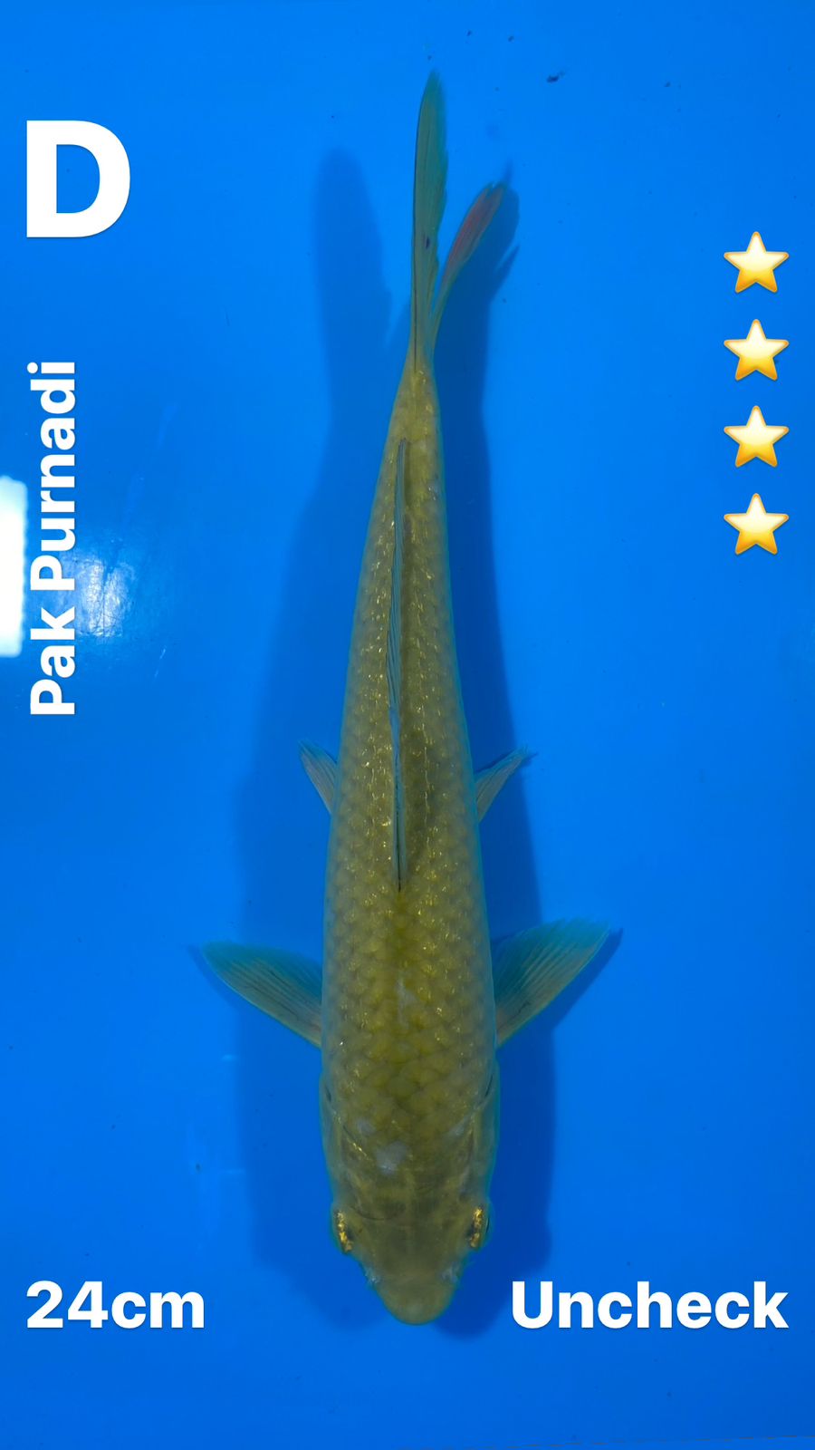 Lelang Koi Online, Jual Beli Ikan Koi, Pusat Jual Beli Koi, Info Lelang Koi Hari Ini, Platform Jual Beli Koi, Jual Beli Ikan Koi Online, Marketplace Ikan Koi, Jual Koi Terbaik, Tempat Beli Koi Berkualitas, Pasar Ikan Koi Online Terpercaya, Penjual Ikan Koi Terpercaya, Beli Koi Hias Online, Ikan Koi untuk Dijual, Koi Kualitas Terbaik, Toko Online Ikan Koi, Koi Hias Untuk Dijual, Jual Beli Ikan Koi Lokal, Koi Indonesia Online, Pusat Jual Beli Koi Terbesar