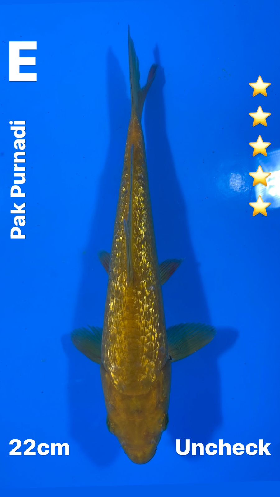 Lelang Koi Online, Jual Beli Ikan Koi, Pusat Jual Beli Koi, Info Lelang Koi Hari Ini, Platform Jual Beli Koi, Jual Beli Ikan Koi Online, Marketplace Ikan Koi, Jual Koi Terbaik, Tempat Beli Koi Berkualitas, Pasar Ikan Koi Online Terpercaya, Penjual Ikan Koi Terpercaya, Beli Koi Hias Online, Ikan Koi untuk Dijual, Koi Kualitas Terbaik, Toko Online Ikan Koi, Koi Hias Untuk Dijual, Jual Beli Ikan Koi Lokal, Koi Indonesia Online, Pusat Jual Beli Koi Terbesar