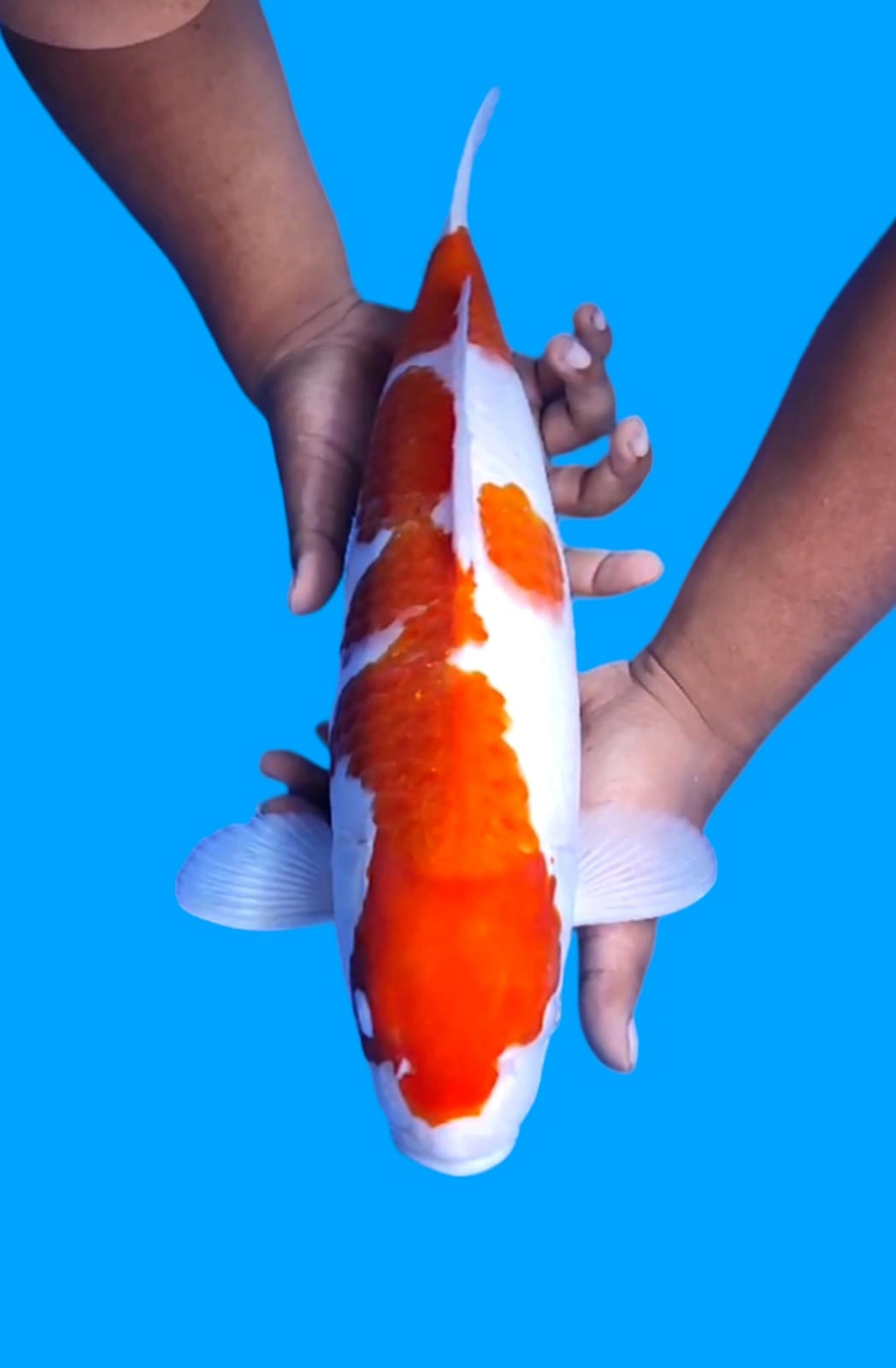 Lelang Koi Online, Jual Beli Ikan Koi, Pusat Jual Beli Koi, Info Lelang Koi Hari Ini, Platform Jual Beli Koi, Jual Beli Ikan Koi Online, Marketplace Ikan Koi, Jual Koi Terbaik, Tempat Beli Koi Berkualitas, Pasar Ikan Koi Online Terpercaya, Penjual Ikan Koi Terpercaya, Beli Koi Hias Online, Ikan Koi untuk Dijual, Koi Kualitas Terbaik, Toko Online Ikan Koi, Koi Hias Untuk Dijual, Jual Beli Ikan Koi Lokal, Koi Indonesia Online, Pusat Jual Beli Koi Terbesar