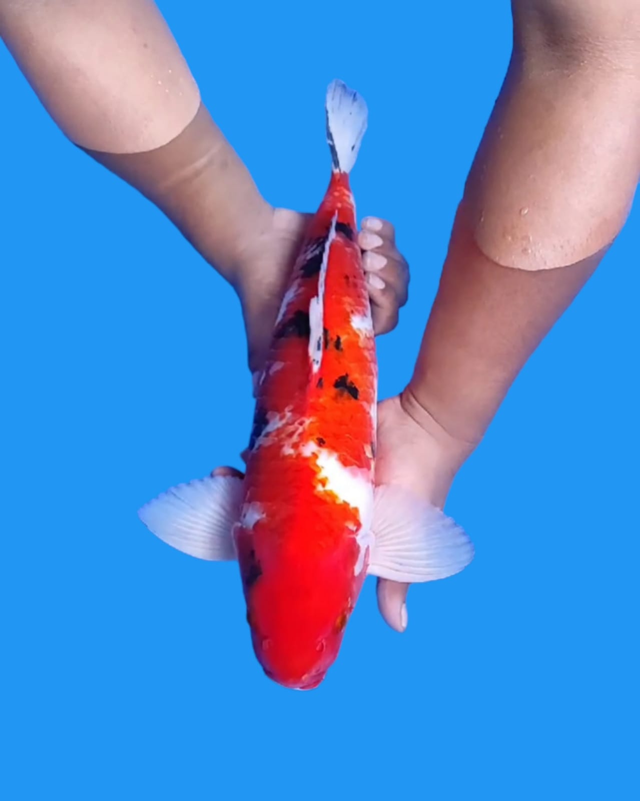 Lelang Koi Online, Jual Beli Ikan Koi, Pusat Jual Beli Koi, Info Lelang Koi Hari Ini, Platform Jual Beli Koi, Jual Beli Ikan Koi Online, Marketplace Ikan Koi, Jual Koi Terbaik, Tempat Beli Koi Berkualitas, Pasar Ikan Koi Online Terpercaya, Penjual Ikan Koi Terpercaya, Beli Koi Hias Online, Ikan Koi untuk Dijual, Koi Kualitas Terbaik, Toko Online Ikan Koi, Koi Hias Untuk Dijual, Jual Beli Ikan Koi Lokal, Koi Indonesia Online, Pusat Jual Beli Koi Terbesar