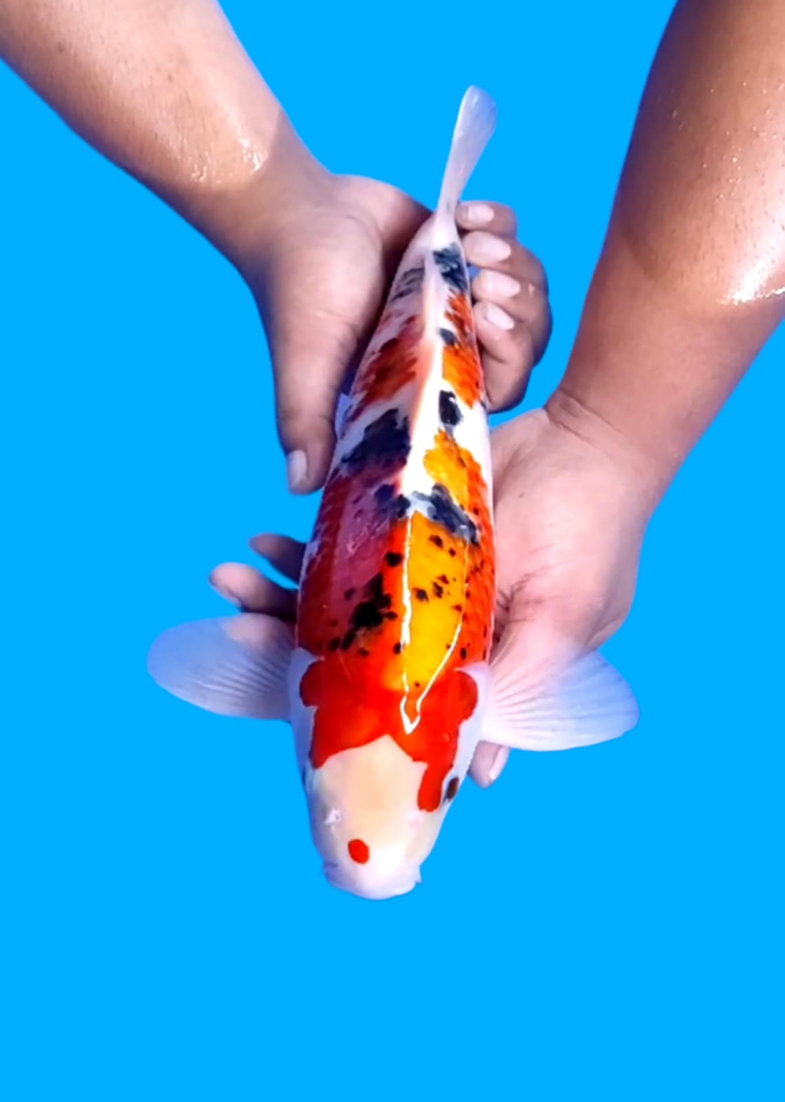 Lelang Koi Online, Jual Beli Ikan Koi, Pusat Jual Beli Koi, Info Lelang Koi Hari Ini, Platform Jual Beli Koi, Jual Beli Ikan Koi Online, Marketplace Ikan Koi, Jual Koi Terbaik, Tempat Beli Koi Berkualitas, Pasar Ikan Koi Online Terpercaya, Penjual Ikan Koi Terpercaya, Beli Koi Hias Online, Ikan Koi untuk Dijual, Koi Kualitas Terbaik, Toko Online Ikan Koi, Koi Hias Untuk Dijual, Jual Beli Ikan Koi Lokal, Koi Indonesia Online, Pusat Jual Beli Koi Terbesar