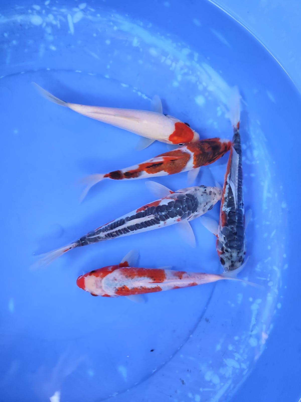 Lelang Koi Online, Jual Beli Ikan Koi, Pusat Jual Beli Koi, Info Lelang Koi Hari Ini, Platform Jual Beli Koi, Jual Beli Ikan Koi Online, Marketplace Ikan Koi, Jual Koi Terbaik, Tempat Beli Koi Berkualitas, Pasar Ikan Koi Online Terpercaya, Penjual Ikan Koi Terpercaya, Beli Koi Hias Online, Ikan Koi untuk Dijual, Koi Kualitas Terbaik, Toko Online Ikan Koi, Koi Hias Untuk Dijual, Jual Beli Ikan Koi Lokal, Koi Indonesia Online, Pusat Jual Beli Koi Terbesar