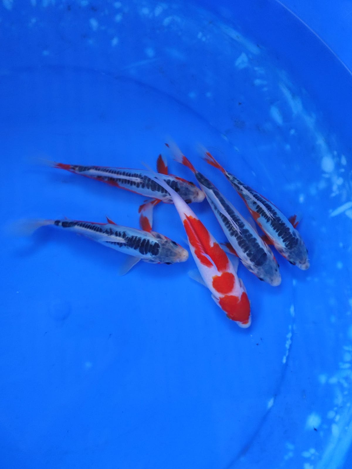 Lelang Koi Online, Jual Beli Ikan Koi, Pusat Jual Beli Koi, Info Lelang Koi Hari Ini, Platform Jual Beli Koi, Jual Beli Ikan Koi Online, Marketplace Ikan Koi, Jual Koi Terbaik, Tempat Beli Koi Berkualitas, Pasar Ikan Koi Online Terpercaya, Penjual Ikan Koi Terpercaya, Beli Koi Hias Online, Ikan Koi untuk Dijual, Koi Kualitas Terbaik, Toko Online Ikan Koi, Koi Hias Untuk Dijual, Jual Beli Ikan Koi Lokal, Koi Indonesia Online, Pusat Jual Beli Koi Terbesar