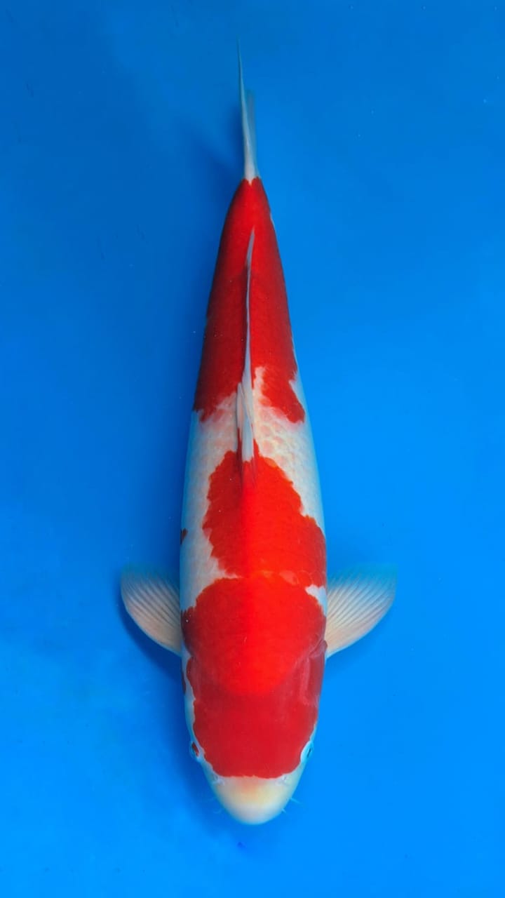 Lelang Koi Online, Jual Beli Ikan Koi, Pusat Jual Beli Koi, Info Lelang Koi Hari Ini, Platform Jual Beli Koi, Jual Beli Ikan Koi Online, Marketplace Ikan Koi, Jual Koi Terbaik, Tempat Beli Koi Berkualitas, Pasar Ikan Koi Online Terpercaya, Penjual Ikan Koi Terpercaya, Beli Koi Hias Online, Ikan Koi untuk Dijual, Koi Kualitas Terbaik, Toko Online Ikan Koi, Koi Hias Untuk Dijual, Jual Beli Ikan Koi Lokal, Koi Indonesia Online, Pusat Jual Beli Koi Terbesar