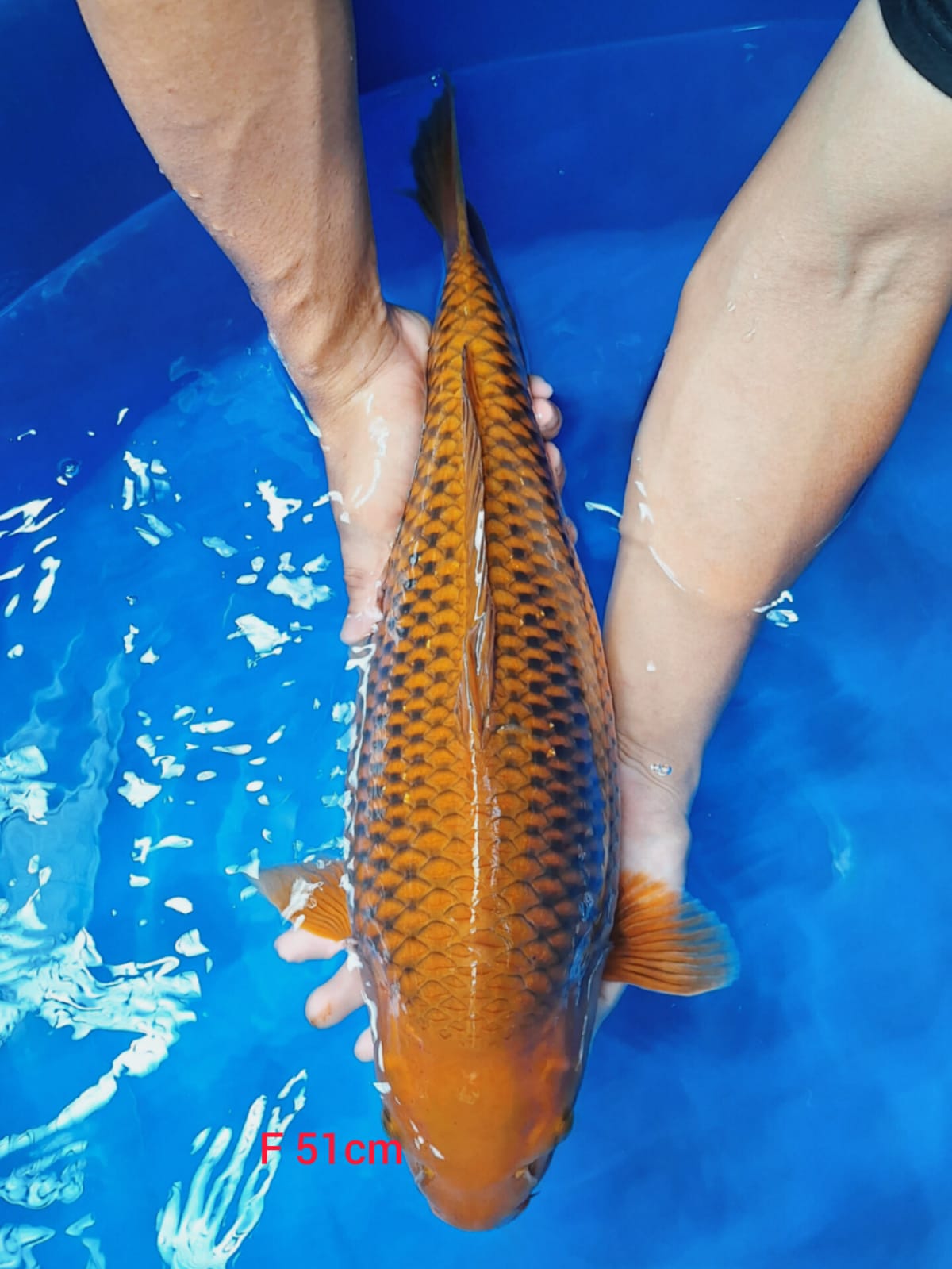 Lelang Koi Online, Jual Beli Ikan Koi, Pusat Jual Beli Koi, Info Lelang Koi Hari Ini, Platform Jual Beli Koi, Jual Beli Ikan Koi Online, Marketplace Ikan Koi, Jual Koi Terbaik, Tempat Beli Koi Berkualitas, Pasar Ikan Koi Online Terpercaya, Penjual Ikan Koi Terpercaya, Beli Koi Hias Online, Ikan Koi untuk Dijual, Koi Kualitas Terbaik, Toko Online Ikan Koi, Koi Hias Untuk Dijual, Jual Beli Ikan Koi Lokal, Koi Indonesia Online, Pusat Jual Beli Koi Terbesar