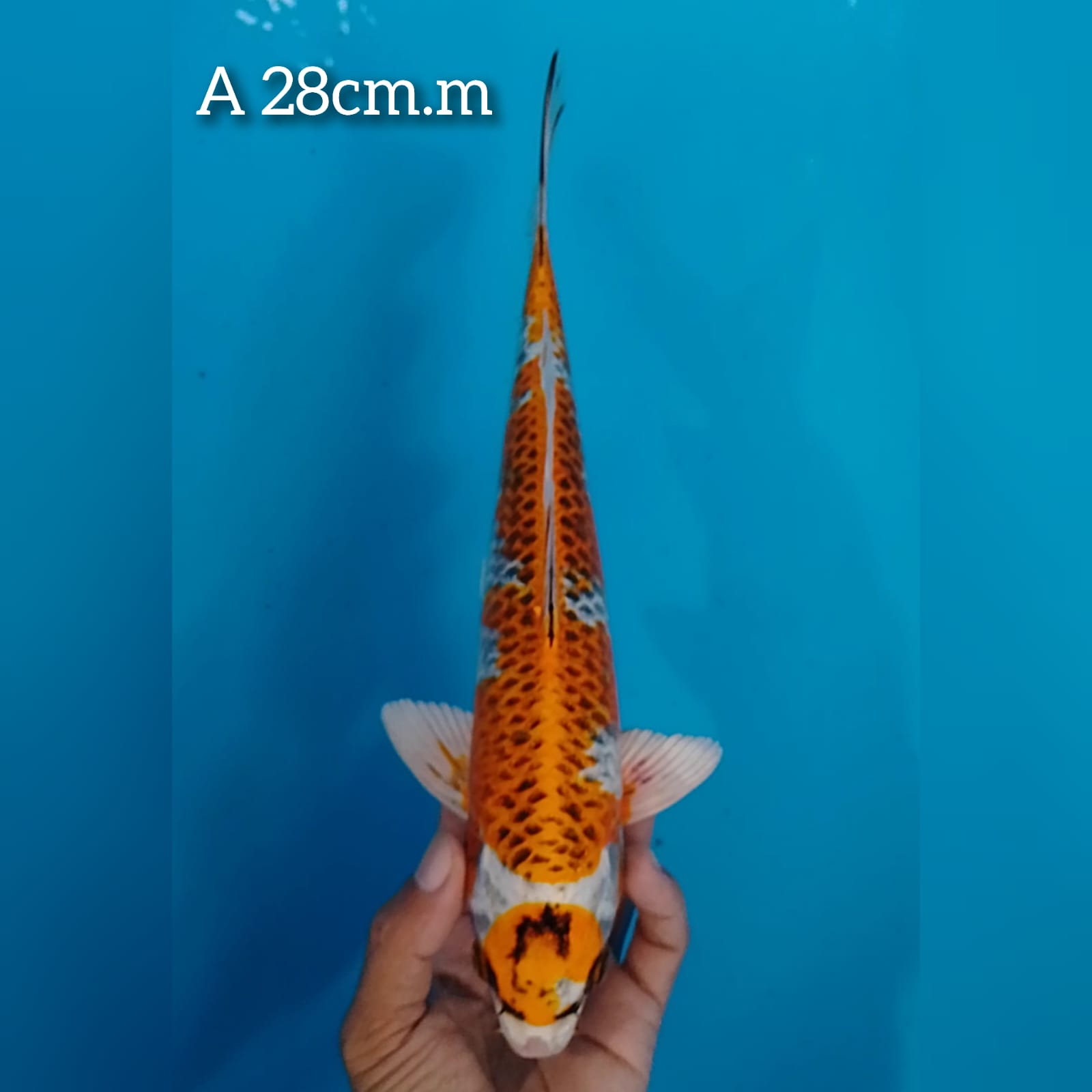 Lelang Koi Online, Jual Beli Ikan Koi, Pusat Jual Beli Koi, Info Lelang Koi Hari Ini, Platform Jual Beli Koi, Jual Beli Ikan Koi Online, Marketplace Ikan Koi, Jual Koi Terbaik, Tempat Beli Koi Berkualitas, Pasar Ikan Koi Online Terpercaya, Penjual Ikan Koi Terpercaya, Beli Koi Hias Online, Ikan Koi untuk Dijual, Koi Kualitas Terbaik, Toko Online Ikan Koi, Koi Hias Untuk Dijual, Jual Beli Ikan Koi Lokal, Koi Indonesia Online, Pusat Jual Beli Koi Terbesar