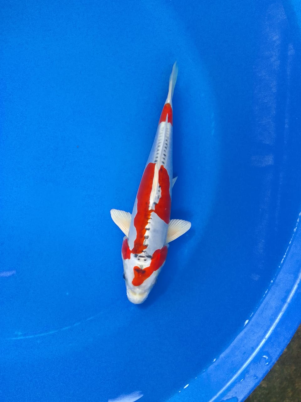 Lelang Koi Online, Jual Beli Ikan Koi, Pusat Jual Beli Koi, Info Lelang Koi Hari Ini, Platform Jual Beli Koi, Jual Beli Ikan Koi Online, Marketplace Ikan Koi, Jual Koi Terbaik, Tempat Beli Koi Berkualitas, Pasar Ikan Koi Online Terpercaya, Penjual Ikan Koi Terpercaya, Beli Koi Hias Online, Ikan Koi untuk Dijual, Koi Kualitas Terbaik, Toko Online Ikan Koi, Koi Hias Untuk Dijual, Jual Beli Ikan Koi Lokal, Koi Indonesia Online, Pusat Jual Beli Koi Terbesar