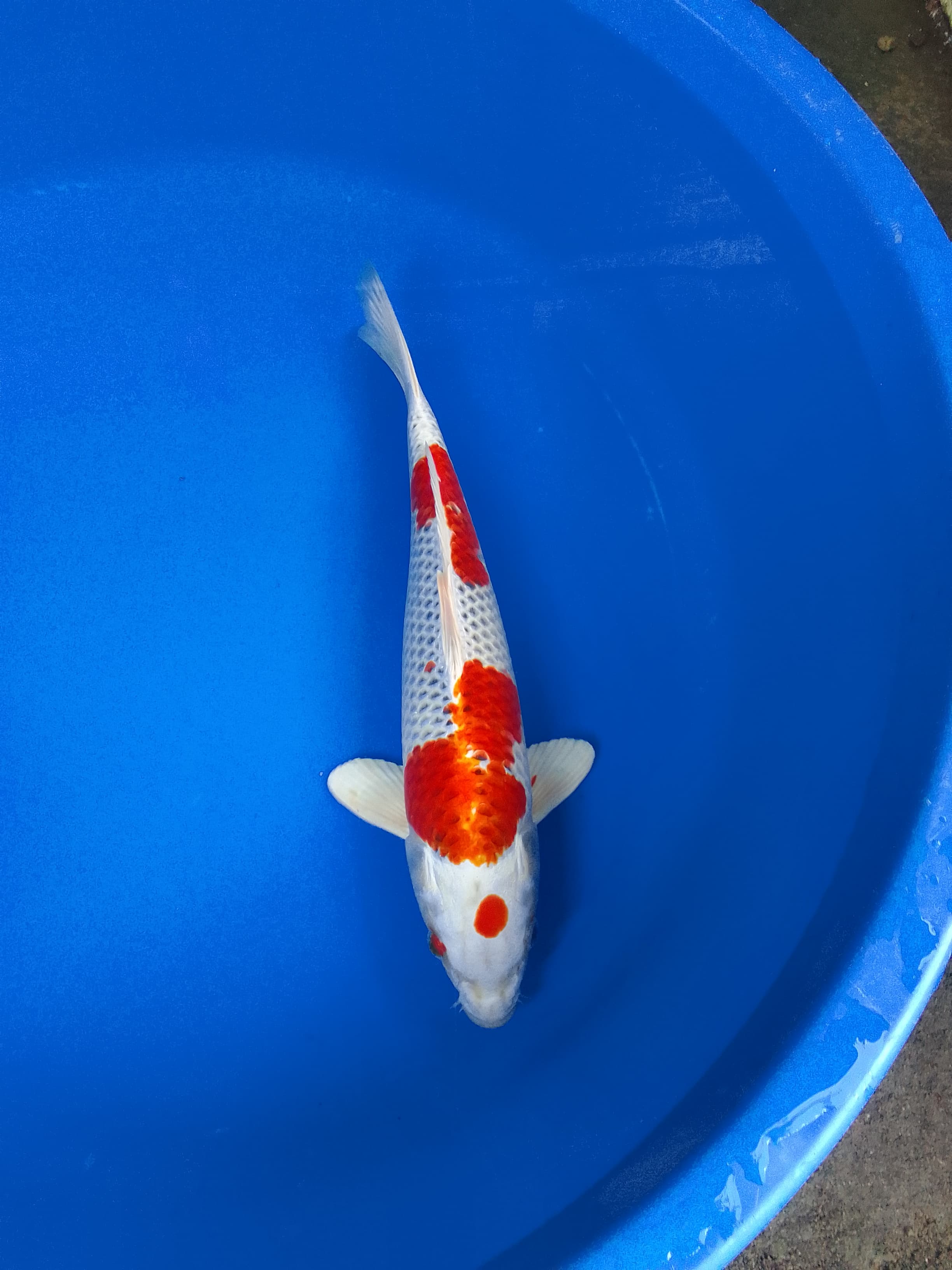 Lelang Koi Online, Jual Beli Ikan Koi, Pusat Jual Beli Koi, Info Lelang Koi Hari Ini, Platform Jual Beli Koi, Jual Beli Ikan Koi Online, Marketplace Ikan Koi, Jual Koi Terbaik, Tempat Beli Koi Berkualitas, Pasar Ikan Koi Online Terpercaya, Penjual Ikan Koi Terpercaya, Beli Koi Hias Online, Ikan Koi untuk Dijual, Koi Kualitas Terbaik, Toko Online Ikan Koi, Koi Hias Untuk Dijual, Jual Beli Ikan Koi Lokal, Koi Indonesia Online, Pusat Jual Beli Koi Terbesar