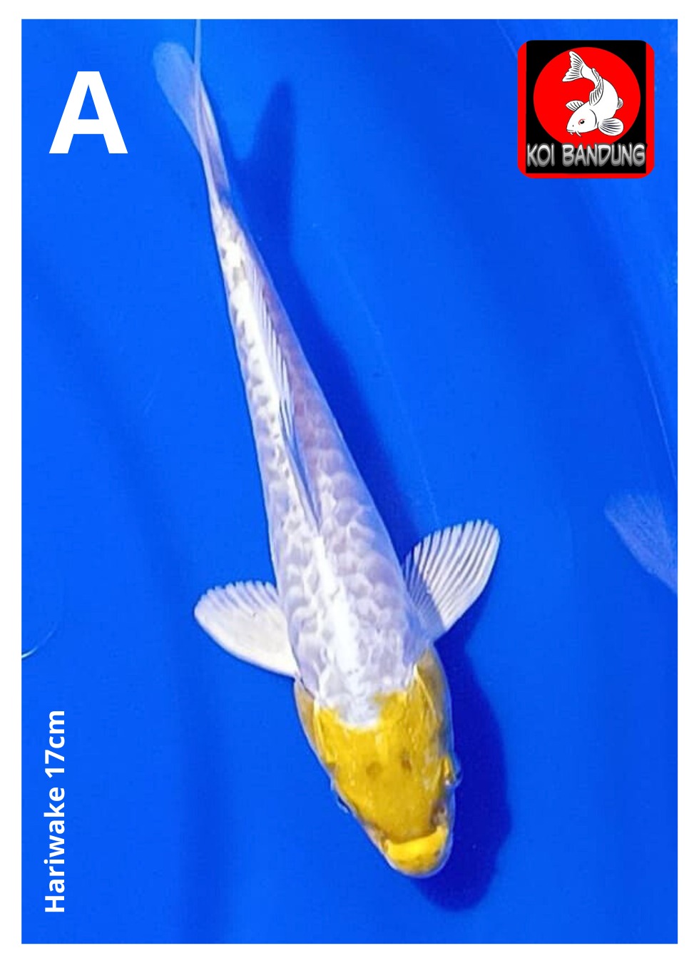 Lelang Koi Online, Jual Beli Ikan Koi, Pusat Jual Beli Koi, Info Lelang Koi Hari Ini, Platform Jual Beli Koi, Jual Beli Ikan Koi Online, Marketplace Ikan Koi, Jual Koi Terbaik, Tempat Beli Koi Berkualitas, Pasar Ikan Koi Online Terpercaya, Penjual Ikan Koi Terpercaya, Beli Koi Hias Online, Ikan Koi untuk Dijual, Koi Kualitas Terbaik, Toko Online Ikan Koi, Koi Hias Untuk Dijual, Jual Beli Ikan Koi Lokal, Koi Indonesia Online, Pusat Jual Beli Koi Terbesar