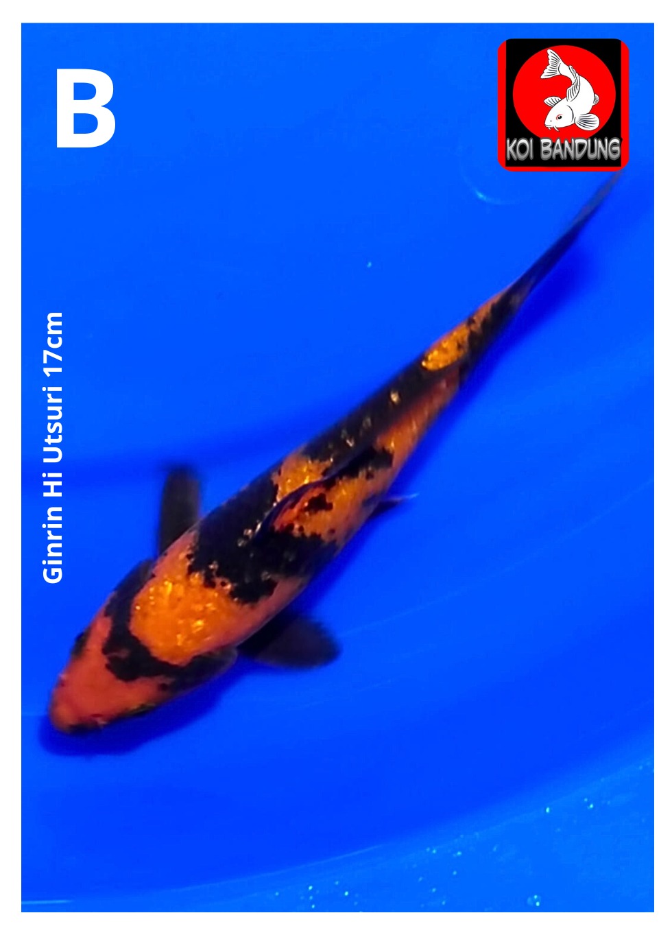 Lelang Koi Online, Jual Beli Ikan Koi, Pusat Jual Beli Koi, Info Lelang Koi Hari Ini, Platform Jual Beli Koi, Jual Beli Ikan Koi Online, Marketplace Ikan Koi, Jual Koi Terbaik, Tempat Beli Koi Berkualitas, Pasar Ikan Koi Online Terpercaya, Penjual Ikan Koi Terpercaya, Beli Koi Hias Online, Ikan Koi untuk Dijual, Koi Kualitas Terbaik, Toko Online Ikan Koi, Koi Hias Untuk Dijual, Jual Beli Ikan Koi Lokal, Koi Indonesia Online, Pusat Jual Beli Koi Terbesar