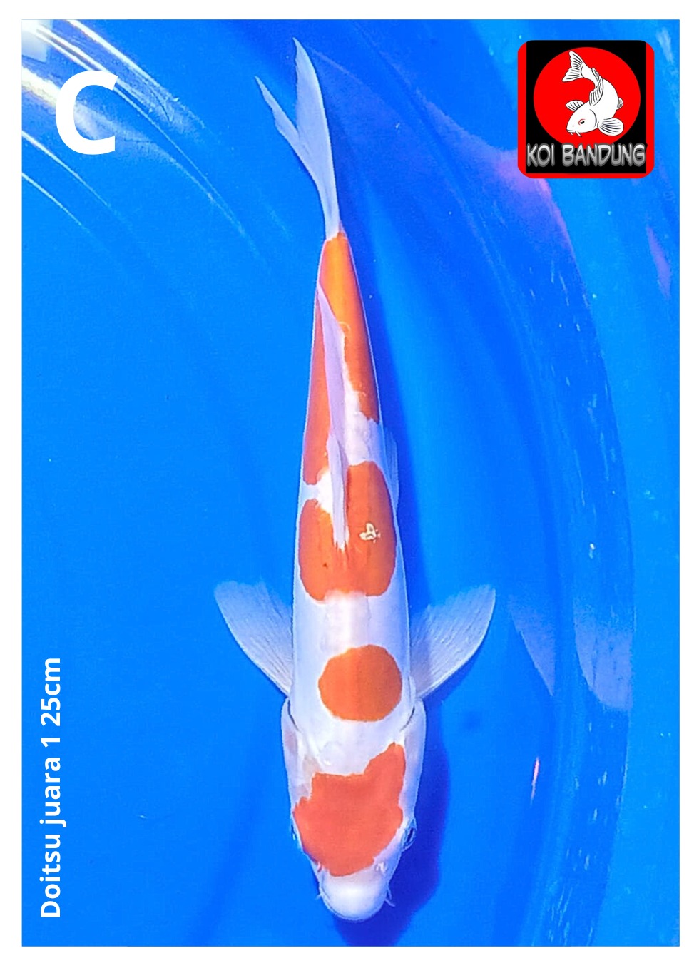 Lelang Koi Online, Jual Beli Ikan Koi, Pusat Jual Beli Koi, Info Lelang Koi Hari Ini, Platform Jual Beli Koi, Jual Beli Ikan Koi Online, Marketplace Ikan Koi, Jual Koi Terbaik, Tempat Beli Koi Berkualitas, Pasar Ikan Koi Online Terpercaya, Penjual Ikan Koi Terpercaya, Beli Koi Hias Online, Ikan Koi untuk Dijual, Koi Kualitas Terbaik, Toko Online Ikan Koi, Koi Hias Untuk Dijual, Jual Beli Ikan Koi Lokal, Koi Indonesia Online, Pusat Jual Beli Koi Terbesar