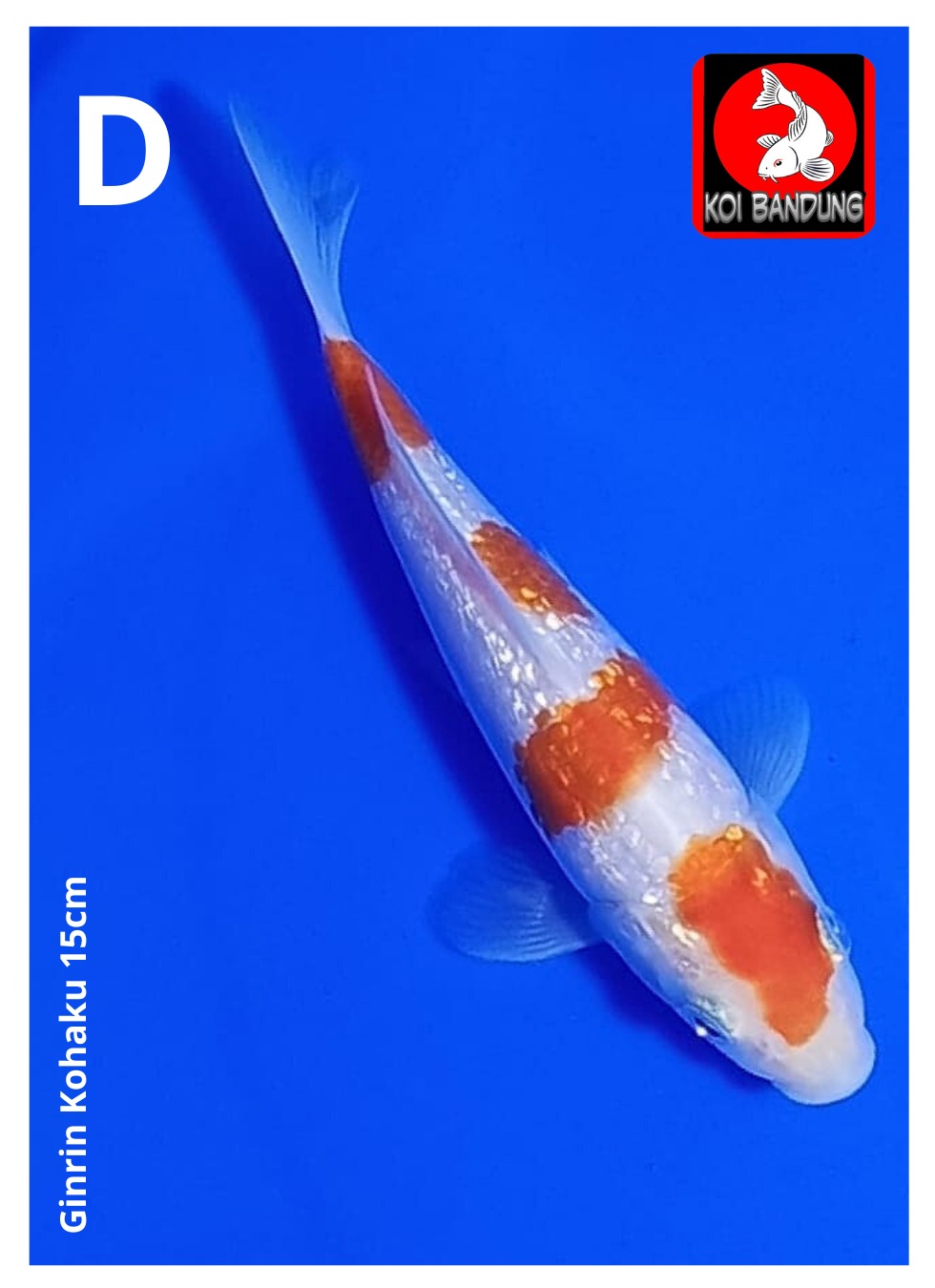 Lelang Koi Online, Jual Beli Ikan Koi, Pusat Jual Beli Koi, Info Lelang Koi Hari Ini, Platform Jual Beli Koi, Jual Beli Ikan Koi Online, Marketplace Ikan Koi, Jual Koi Terbaik, Tempat Beli Koi Berkualitas, Pasar Ikan Koi Online Terpercaya, Penjual Ikan Koi Terpercaya, Beli Koi Hias Online, Ikan Koi untuk Dijual, Koi Kualitas Terbaik, Toko Online Ikan Koi, Koi Hias Untuk Dijual, Jual Beli Ikan Koi Lokal, Koi Indonesia Online, Pusat Jual Beli Koi Terbesar