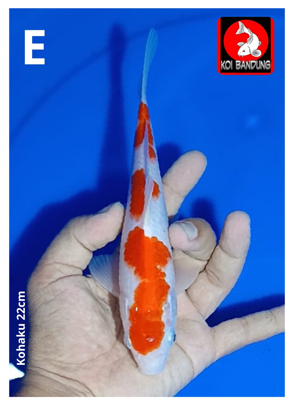 Lelang Koi Online, Jual Beli Ikan Koi, Pusat Jual Beli Koi, Info Lelang Koi Hari Ini, Platform Jual Beli Koi, Jual Beli Ikan Koi Online, Marketplace Ikan Koi, Jual Koi Terbaik, Tempat Beli Koi Berkualitas, Pasar Ikan Koi Online Terpercaya, Penjual Ikan Koi Terpercaya, Beli Koi Hias Online, Ikan Koi untuk Dijual, Koi Kualitas Terbaik, Toko Online Ikan Koi, Koi Hias Untuk Dijual, Jual Beli Ikan Koi Lokal, Koi Indonesia Online, Pusat Jual Beli Koi Terbesar