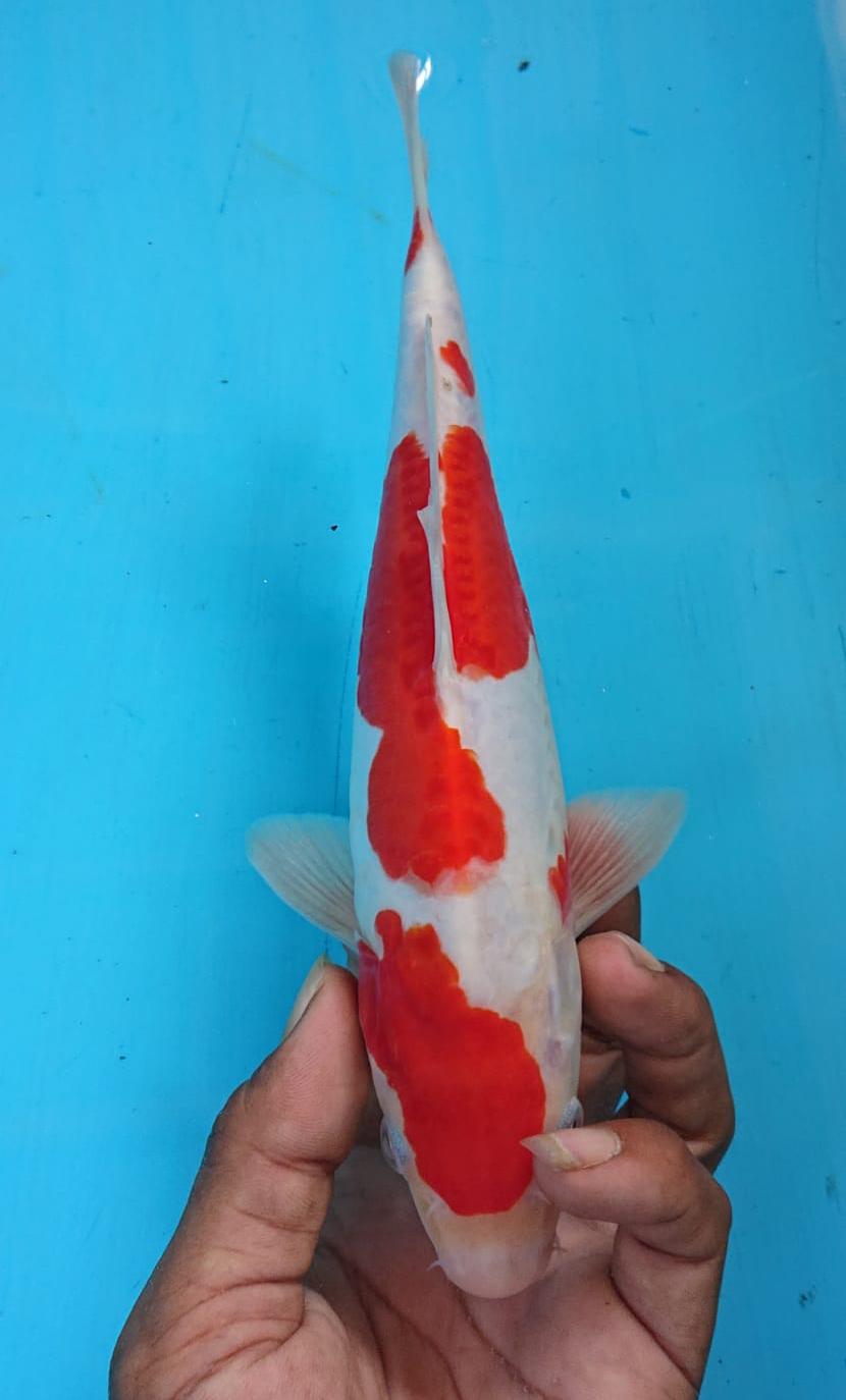 Lelang Koi Online, Jual Beli Ikan Koi, Pusat Jual Beli Koi, Info Lelang Koi Hari Ini, Platform Jual Beli Koi, Jual Beli Ikan Koi Online, Marketplace Ikan Koi, Jual Koi Terbaik, Tempat Beli Koi Berkualitas, Pasar Ikan Koi Online Terpercaya, Penjual Ikan Koi Terpercaya, Beli Koi Hias Online, Ikan Koi untuk Dijual, Koi Kualitas Terbaik, Toko Online Ikan Koi, Koi Hias Untuk Dijual, Jual Beli Ikan Koi Lokal, Koi Indonesia Online, Pusat Jual Beli Koi Terbesar