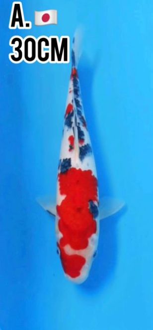 Lelang Koi Online, Jual Beli Ikan Koi, Pusat Jual Beli Koi, Info Lelang Koi Hari Ini, Platform Jual Beli Koi, Jual Beli Ikan Koi Online, Marketplace Ikan Koi, Jual Koi Terbaik, Tempat Beli Koi Berkualitas, Pasar Ikan Koi Online Terpercaya, Penjual Ikan Koi Terpercaya, Beli Koi Hias Online, Ikan Koi untuk Dijual, Koi Kualitas Terbaik, Toko Online Ikan Koi, Koi Hias Untuk Dijual, Jual Beli Ikan Koi Lokal, Koi Indonesia Online, Pusat Jual Beli Koi Terbesar