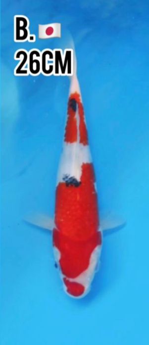 Lelang Koi Online, Jual Beli Ikan Koi, Pusat Jual Beli Koi, Info Lelang Koi Hari Ini, Platform Jual Beli Koi, Jual Beli Ikan Koi Online, Marketplace Ikan Koi, Jual Koi Terbaik, Tempat Beli Koi Berkualitas, Pasar Ikan Koi Online Terpercaya, Penjual Ikan Koi Terpercaya, Beli Koi Hias Online, Ikan Koi untuk Dijual, Koi Kualitas Terbaik, Toko Online Ikan Koi, Koi Hias Untuk Dijual, Jual Beli Ikan Koi Lokal, Koi Indonesia Online, Pusat Jual Beli Koi Terbesar