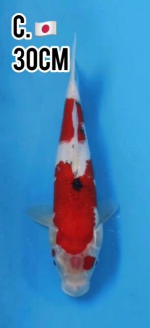 Lelang Koi Online, Jual Beli Ikan Koi, Pusat Jual Beli Koi, Info Lelang Koi Hari Ini, Platform Jual Beli Koi, Jual Beli Ikan Koi Online, Marketplace Ikan Koi, Jual Koi Terbaik, Tempat Beli Koi Berkualitas, Pasar Ikan Koi Online Terpercaya, Penjual Ikan Koi Terpercaya, Beli Koi Hias Online, Ikan Koi untuk Dijual, Koi Kualitas Terbaik, Toko Online Ikan Koi, Koi Hias Untuk Dijual, Jual Beli Ikan Koi Lokal, Koi Indonesia Online, Pusat Jual Beli Koi Terbesar