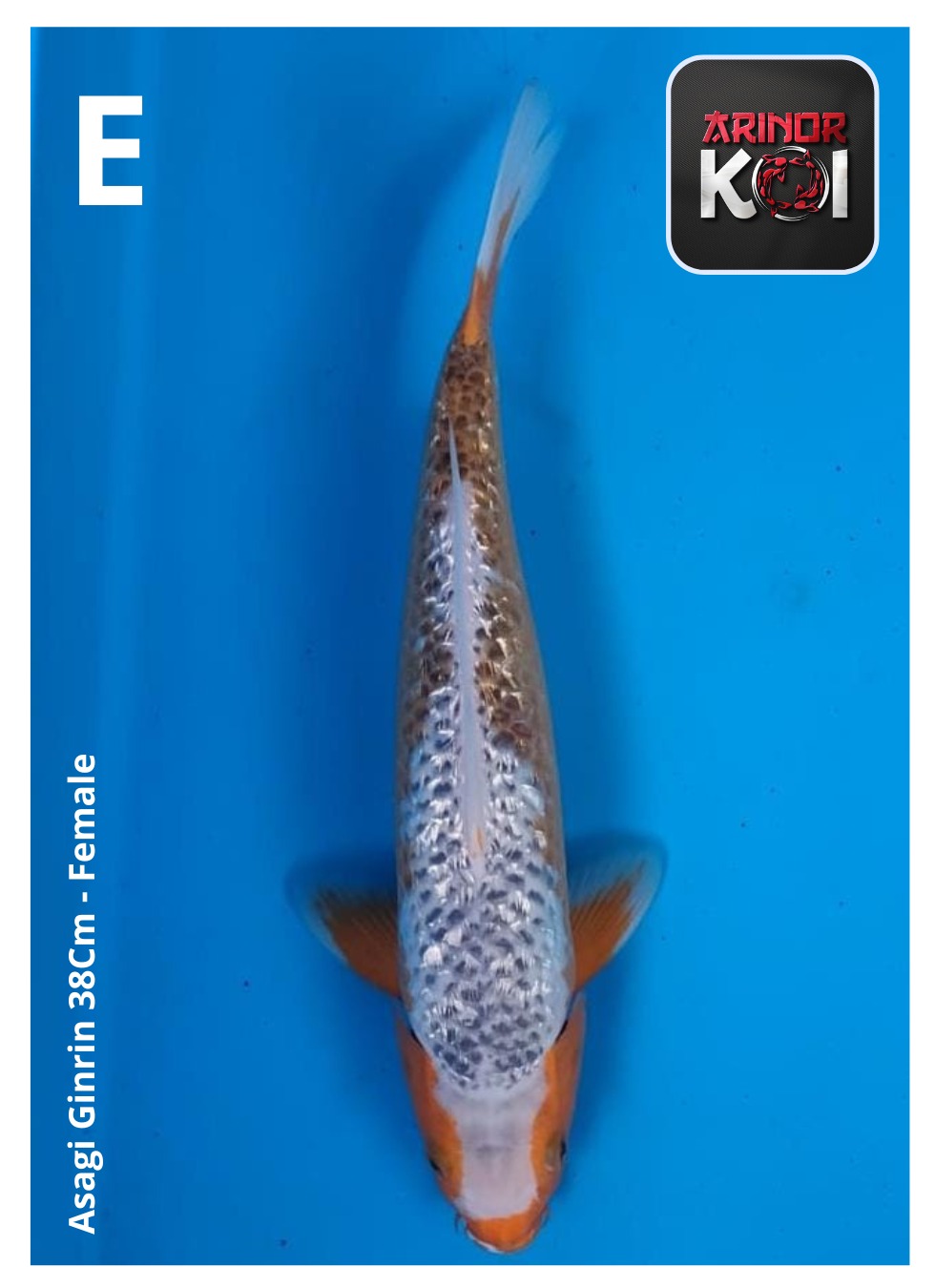 Lelang Koi Online, Jual Beli Ikan Koi, Pusat Jual Beli Koi, Info Lelang Koi Hari Ini, Platform Jual Beli Koi, Jual Beli Ikan Koi Online, Marketplace Ikan Koi, Jual Koi Terbaik, Tempat Beli Koi Berkualitas, Pasar Ikan Koi Online Terpercaya, Penjual Ikan Koi Terpercaya, Beli Koi Hias Online, Ikan Koi untuk Dijual, Koi Kualitas Terbaik, Toko Online Ikan Koi, Koi Hias Untuk Dijual, Jual Beli Ikan Koi Lokal, Koi Indonesia Online, Pusat Jual Beli Koi Terbesar
