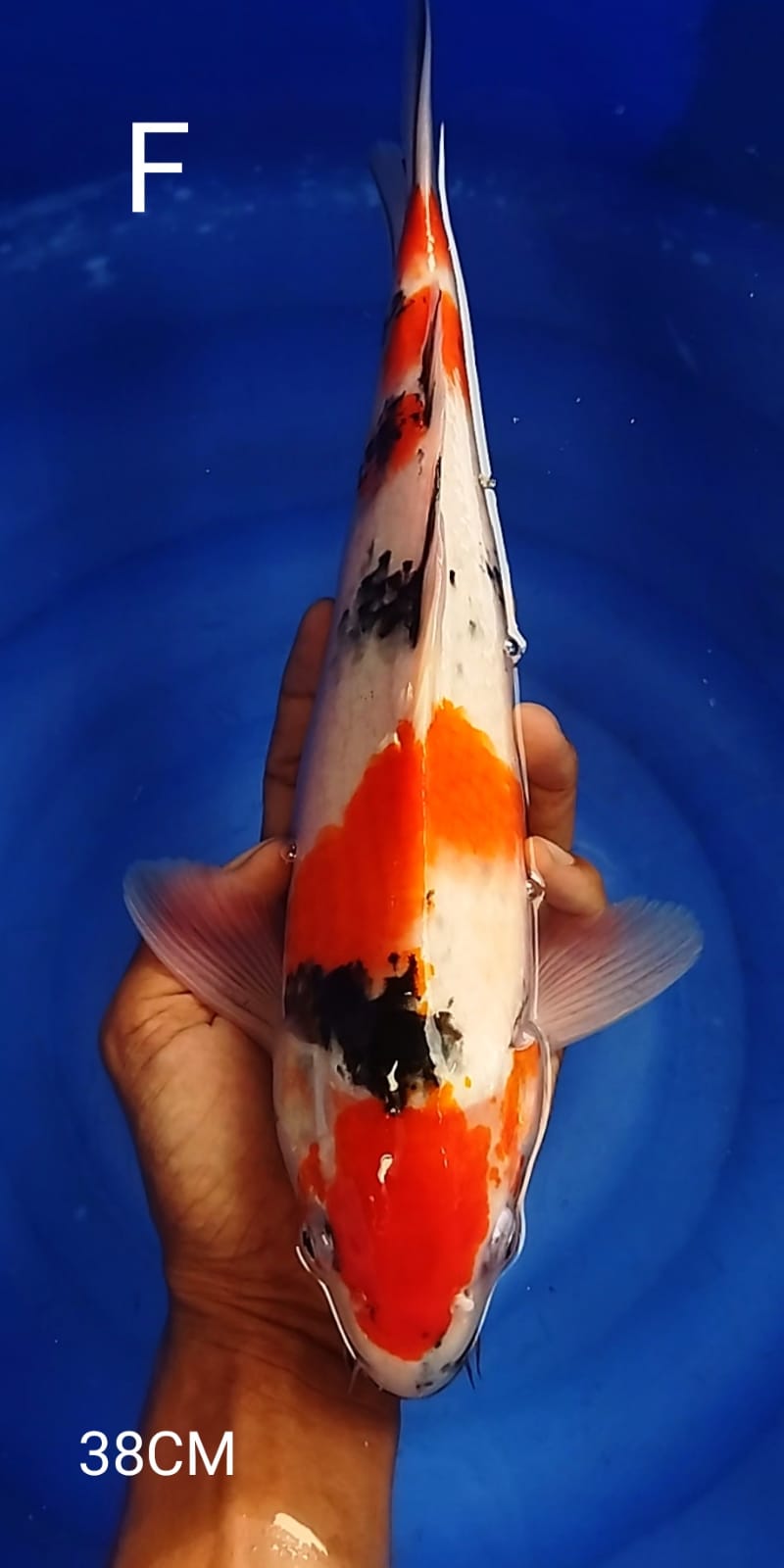 SHOWA 38cm
