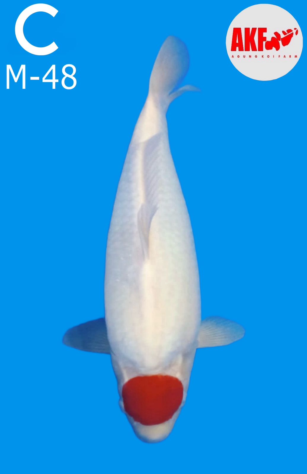 Lelang Koi Online, Jual Beli Ikan Koi, Pusat Jual Beli Koi, Info Lelang Koi Hari Ini, Platform Jual Beli Koi, Jual Beli Ikan Koi Online, Marketplace Ikan Koi, Jual Koi Terbaik, Tempat Beli Koi Berkualitas, Pasar Ikan Koi Online Terpercaya, Penjual Ikan Koi Terpercaya, Beli Koi Hias Online, Ikan Koi untuk Dijual, Koi Kualitas Terbaik, Toko Online Ikan Koi, Koi Hias Untuk Dijual, Jual Beli Ikan Koi Lokal, Koi Indonesia Online, Pusat Jual Beli Koi Terbesar