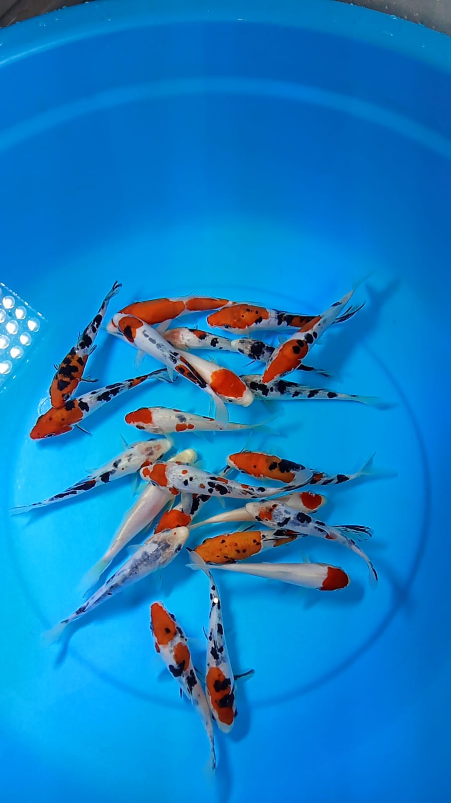 Lelang Koi Online, Jual Beli Ikan Koi, Pusat Jual Beli Koi, Info Lelang Koi Hari Ini, Platform Jual Beli Koi, Jual Beli Ikan Koi Online, Marketplace Ikan Koi, Jual Koi Terbaik, Tempat Beli Koi Berkualitas, Pasar Ikan Koi Online Terpercaya, Penjual Ikan Koi Terpercaya, Beli Koi Hias Online, Ikan Koi untuk Dijual, Koi Kualitas Terbaik, Toko Online Ikan Koi, Koi Hias Untuk Dijual, Jual Beli Ikan Koi Lokal, Koi Indonesia Online, Pusat Jual Beli Koi Terbesar