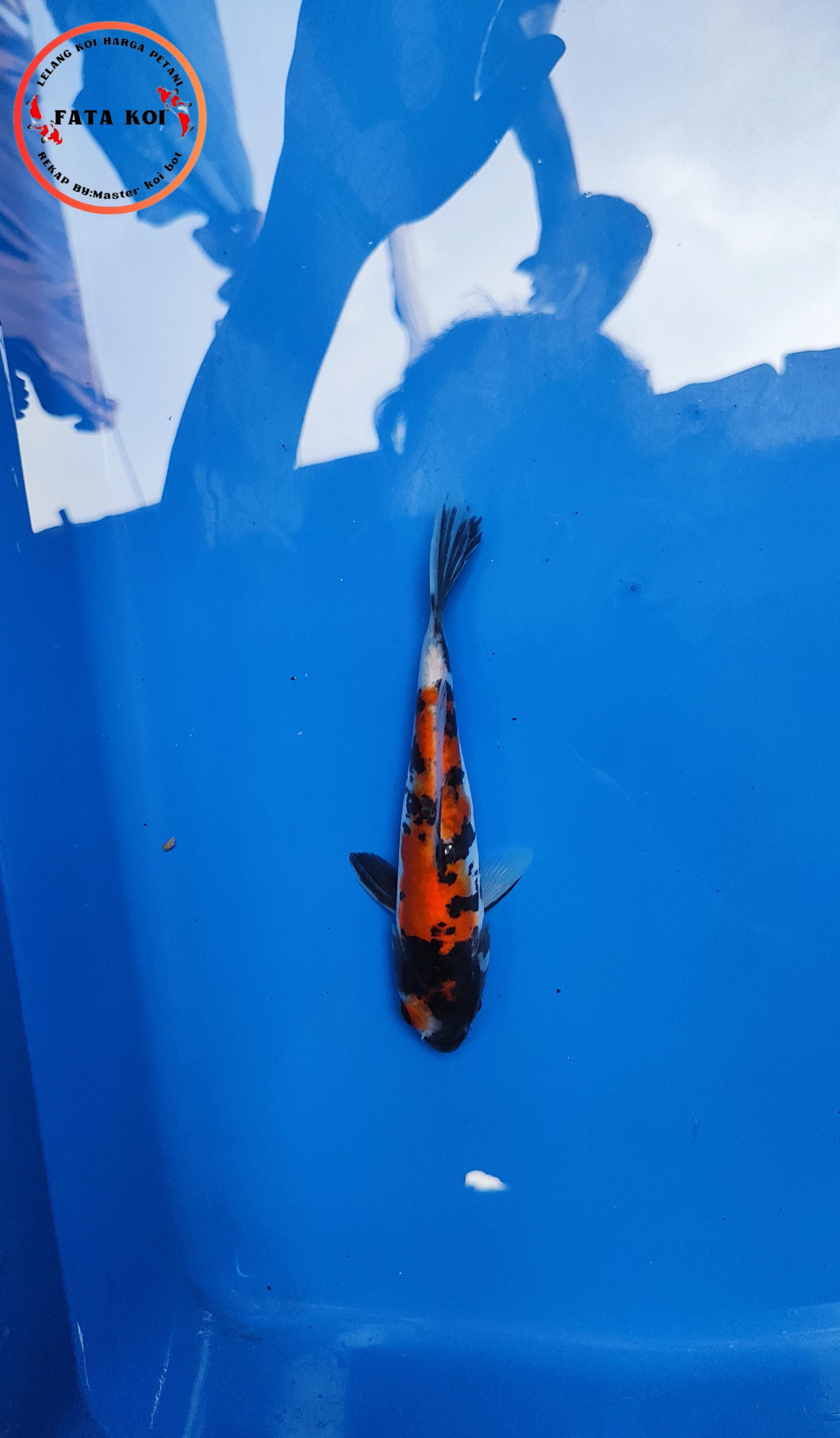 Lelang Koi Online, Jual Beli Ikan Koi, Pusat Jual Beli Koi, Info Lelang Koi Hari Ini, Platform Jual Beli Koi, Jual Beli Ikan Koi Online, Marketplace Ikan Koi, Jual Koi Terbaik, Tempat Beli Koi Berkualitas, Pasar Ikan Koi Online Terpercaya, Penjual Ikan Koi Terpercaya, Beli Koi Hias Online, Ikan Koi untuk Dijual, Koi Kualitas Terbaik, Toko Online Ikan Koi, Koi Hias Untuk Dijual, Jual Beli Ikan Koi Lokal, Koi Indonesia Online, Pusat Jual Beli Koi Terbesar